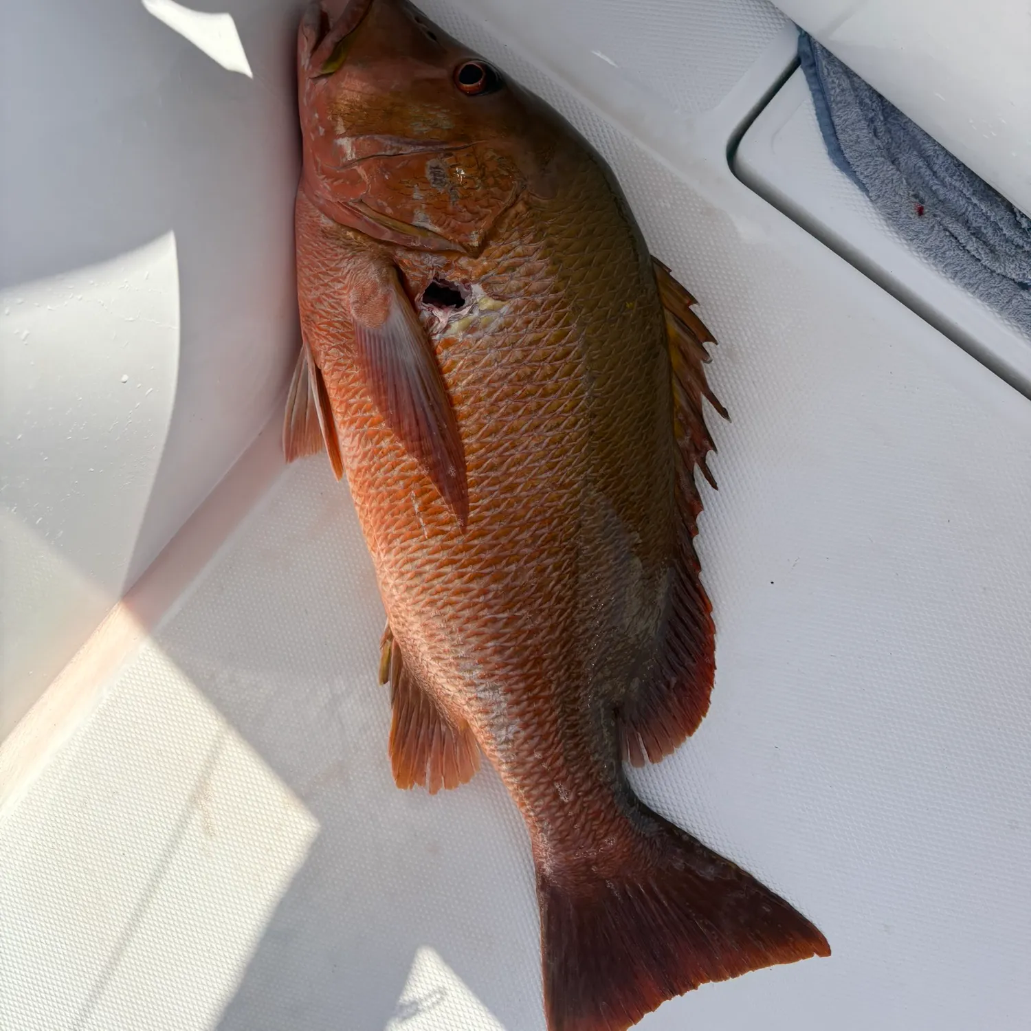 The most recent Cubera snapper catches on Fishbrain