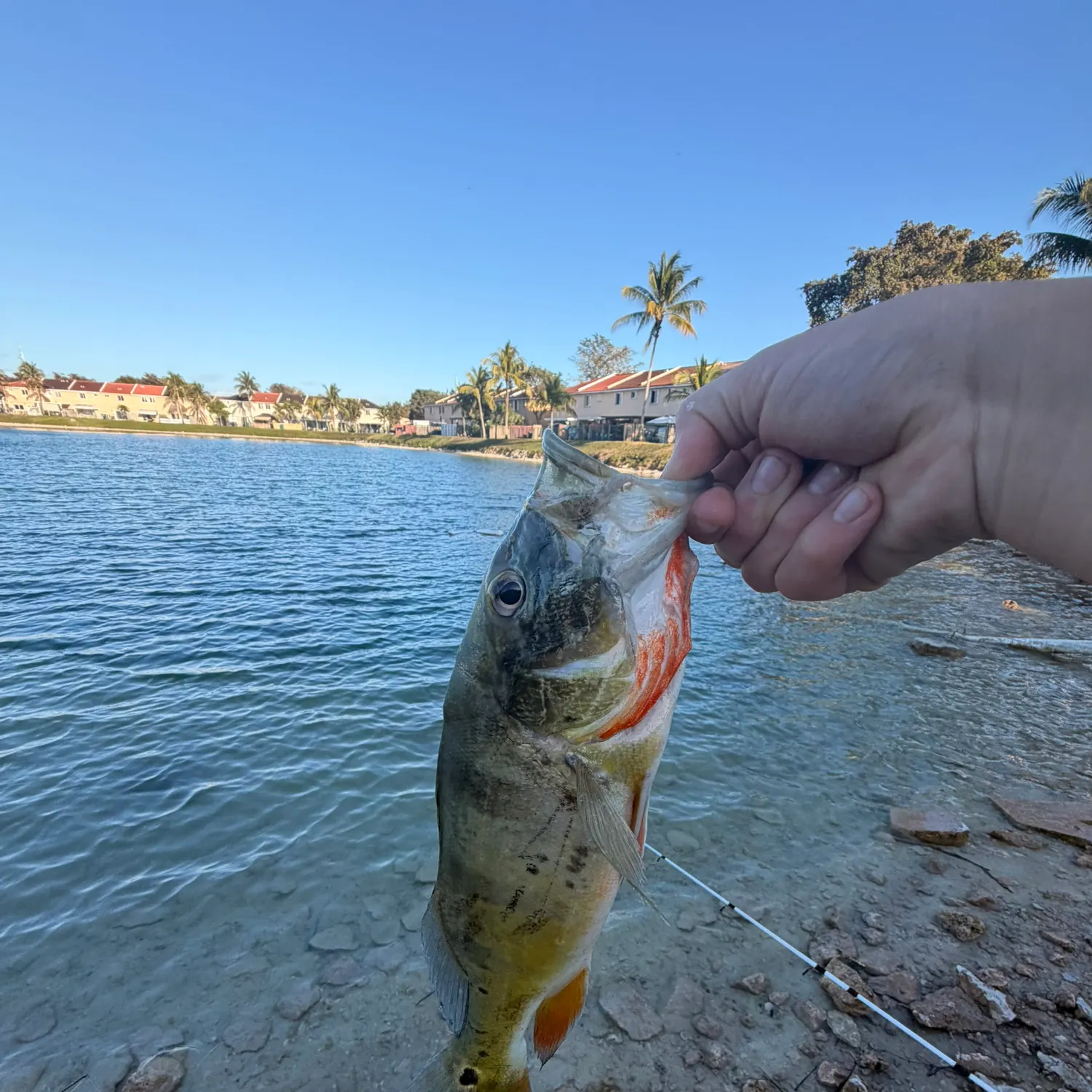 Butterfly peacock bass caught on Fishbrain