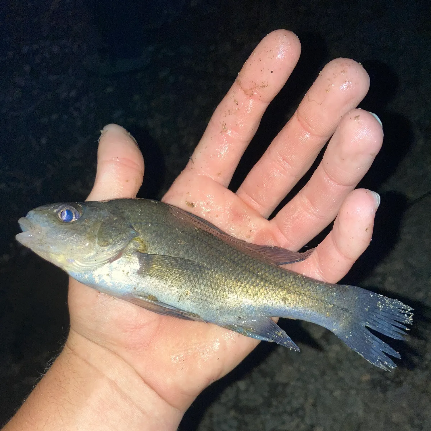 The most recent Macquarie perch catches on Fishbrain
