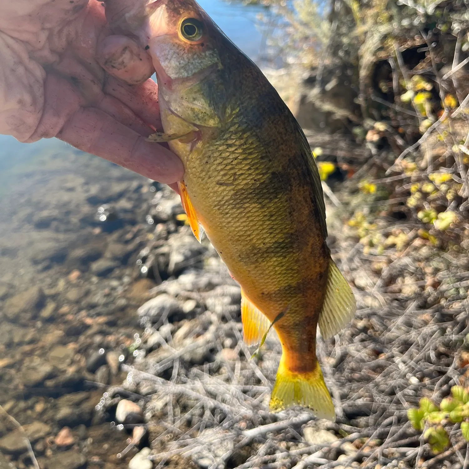 Yellow perch caught on Fishbrain