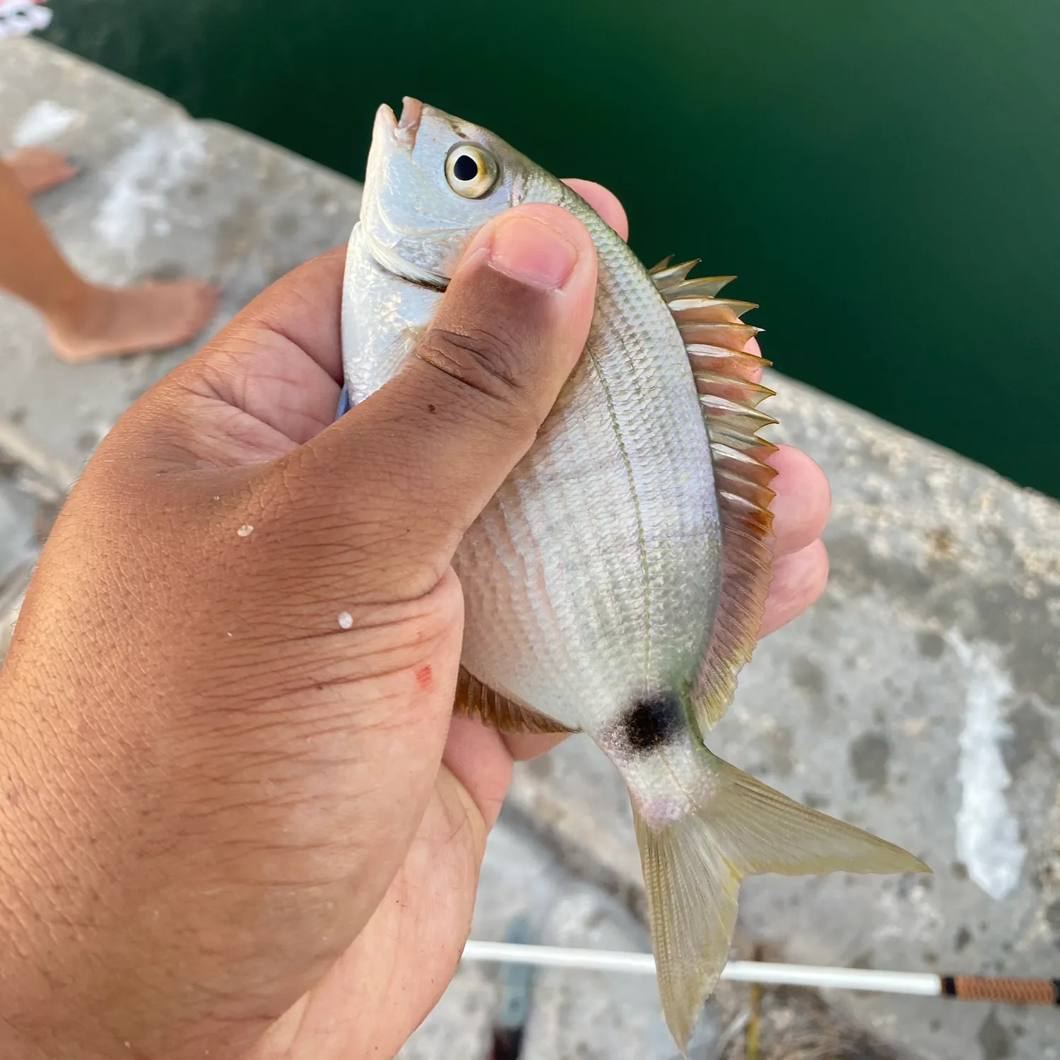 The most recent Spottail seabream catches on Fishbrain
