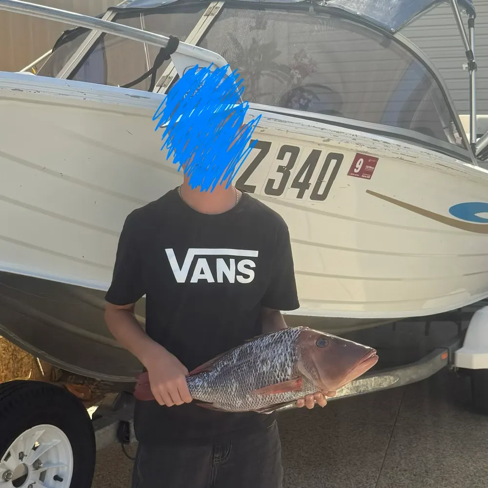 The most recent Trumpet emperor catches on Fishbrain