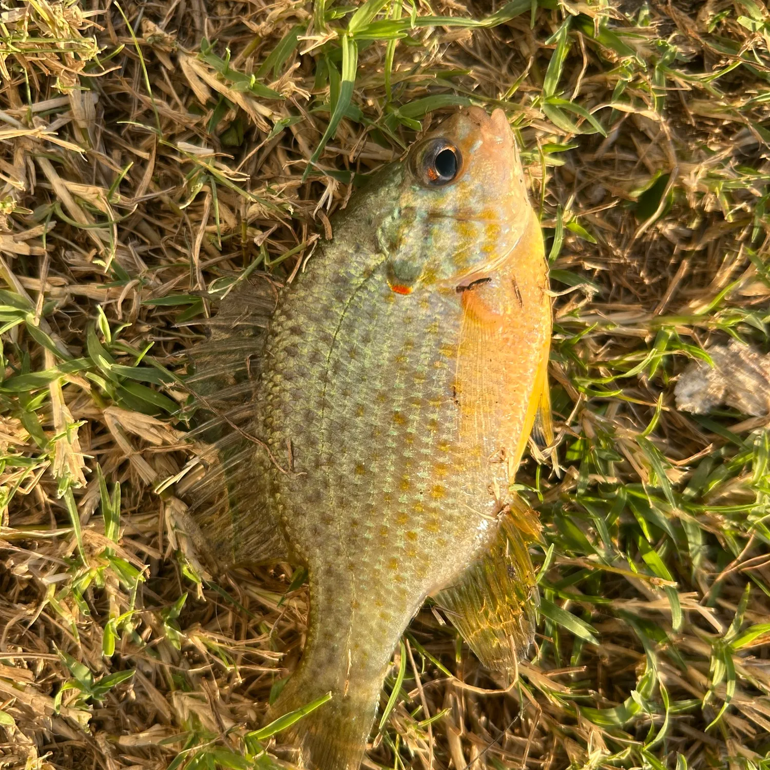 Pumpkinseed caught on Fishbrain