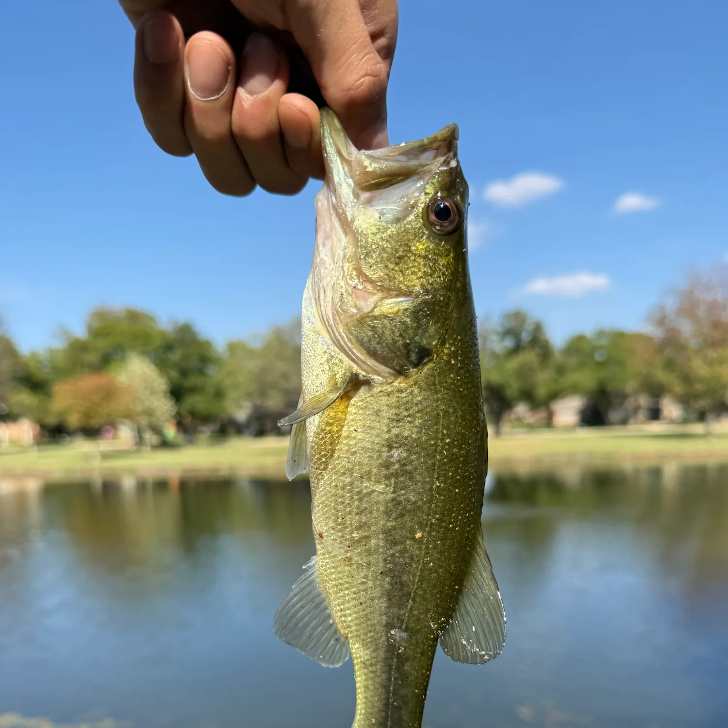 Fish caught on Fishbrain