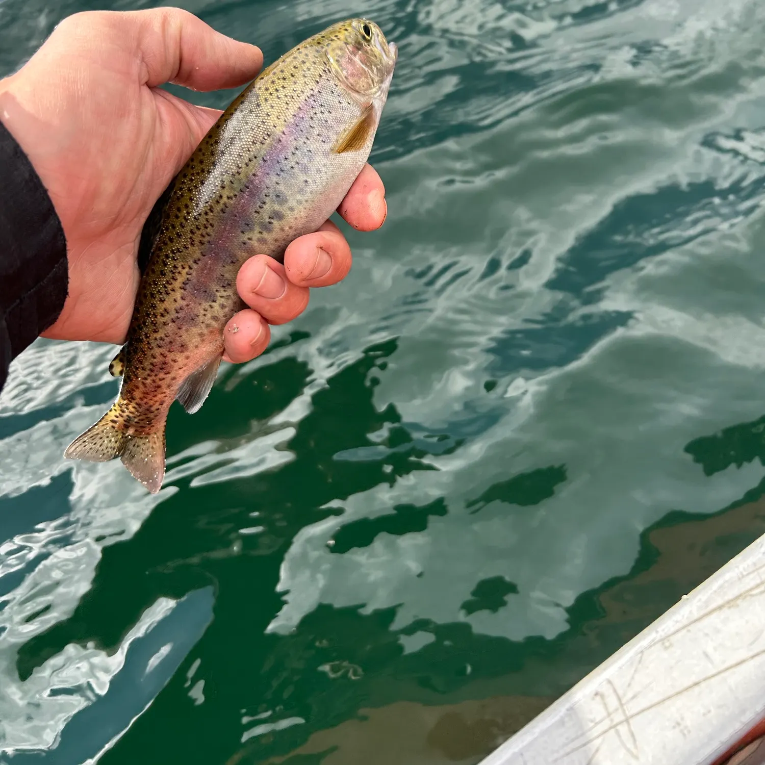 Rainbow trout caught on Fishbrain