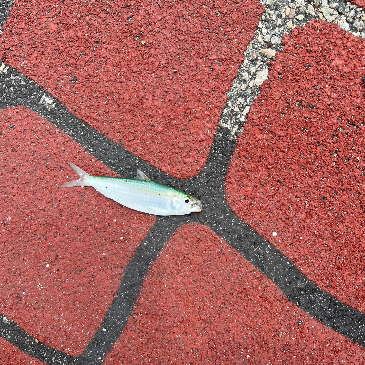 The most recent Goldstripe sardinella catches on Fishbrain