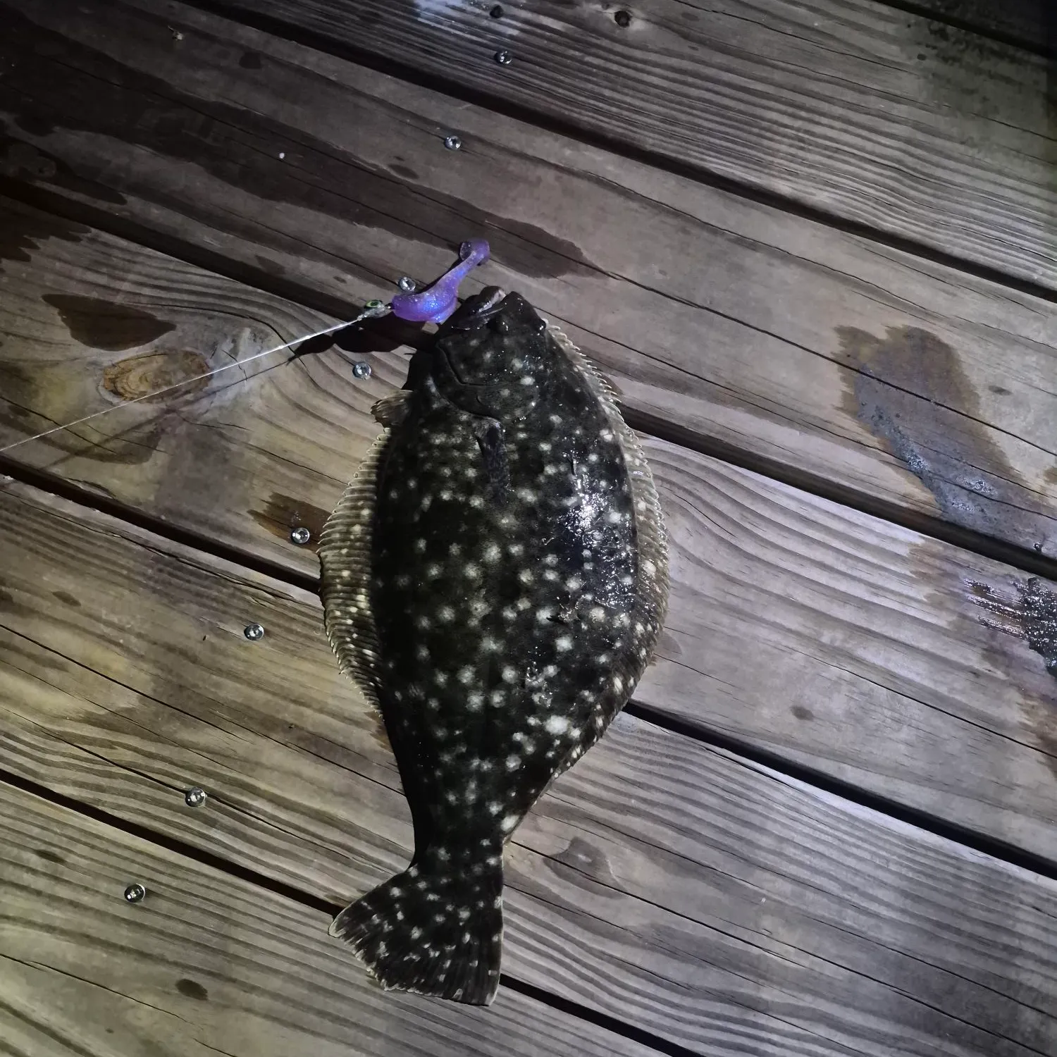 Summer flounder caught on Fishbrain