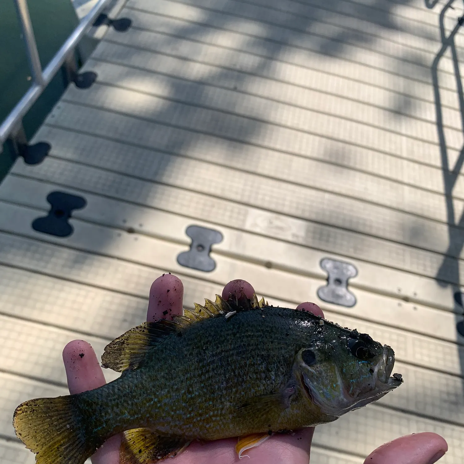 Green sunfish caught on Fishbrain