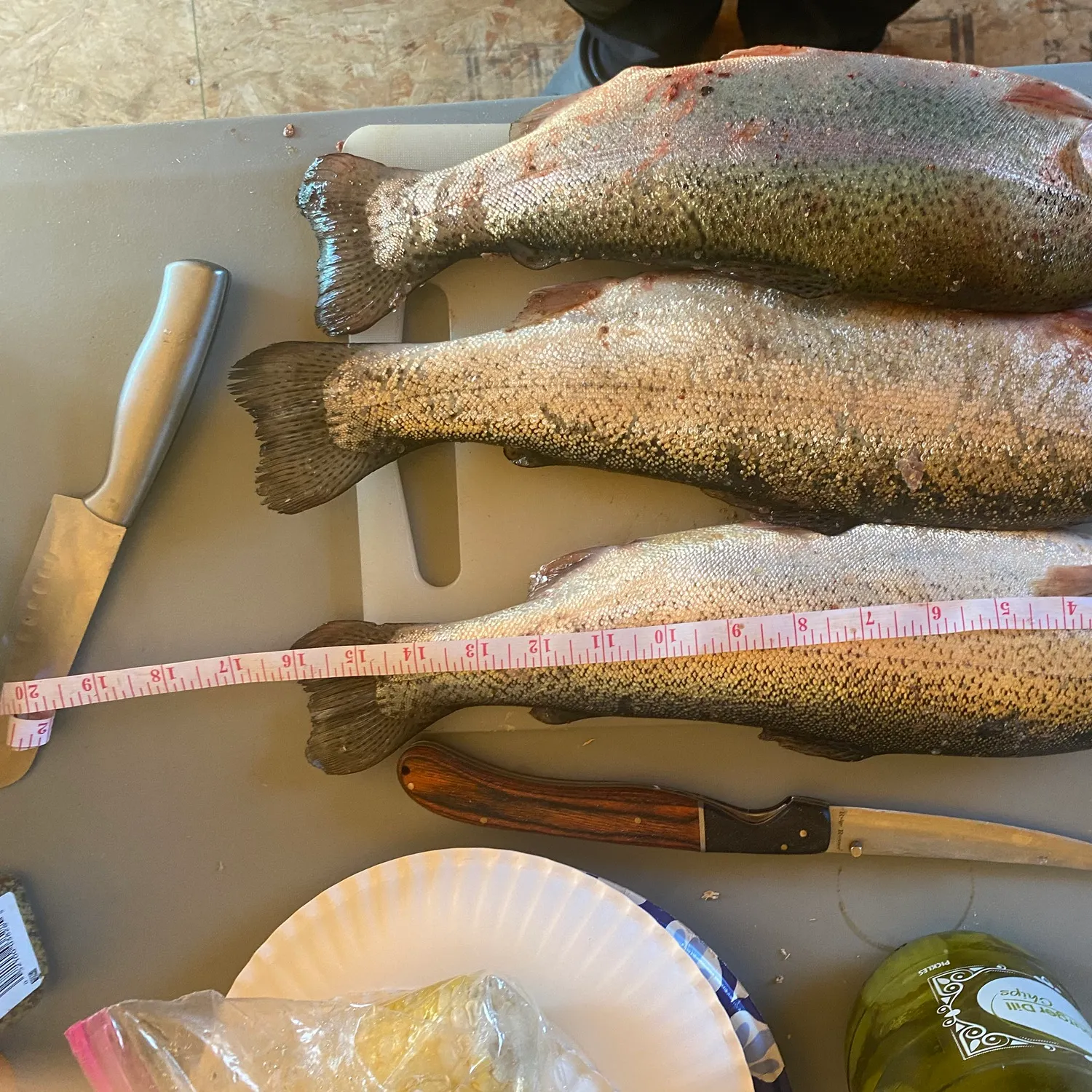 recently logged catches