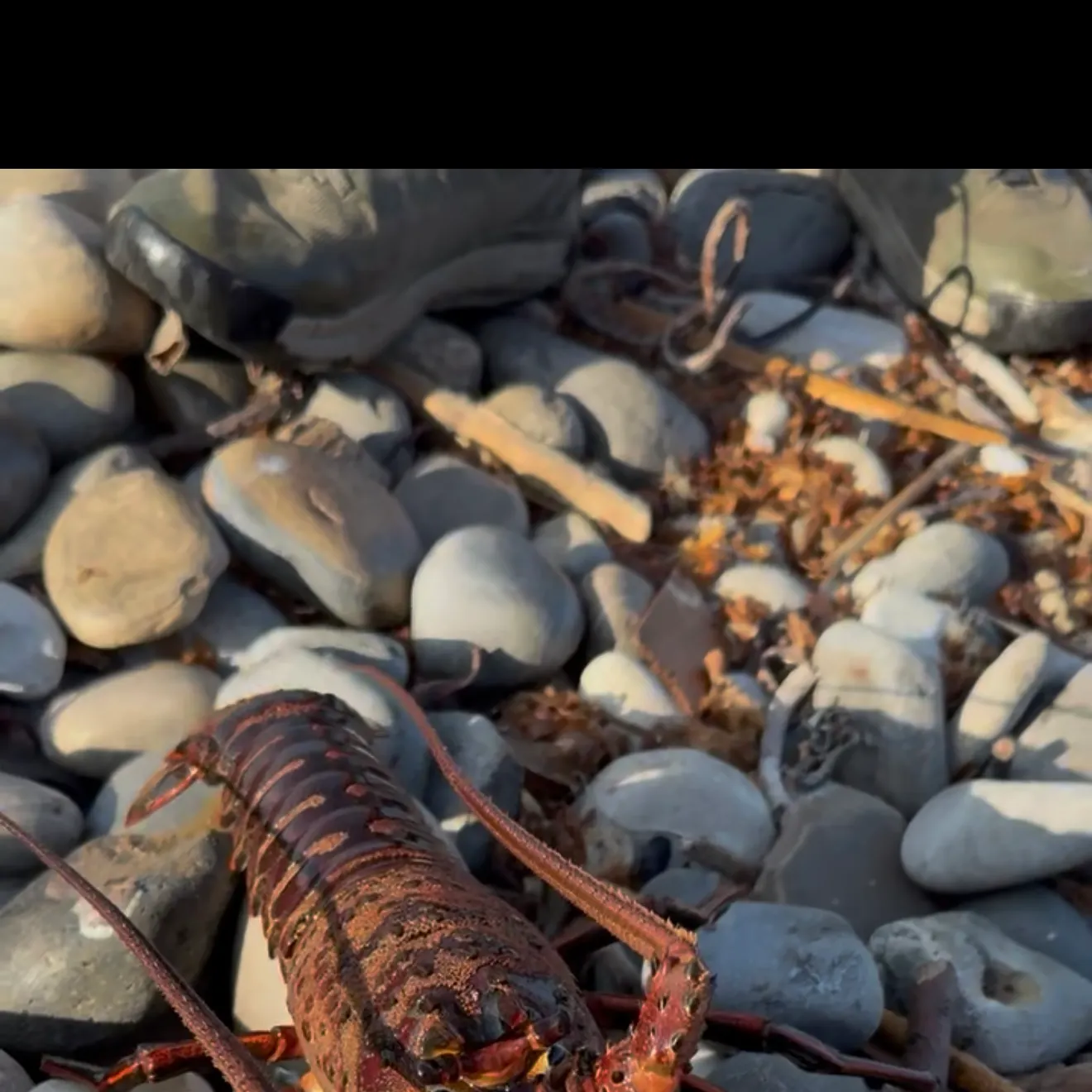 The most recent California spiny lobster catches on Fishbrain