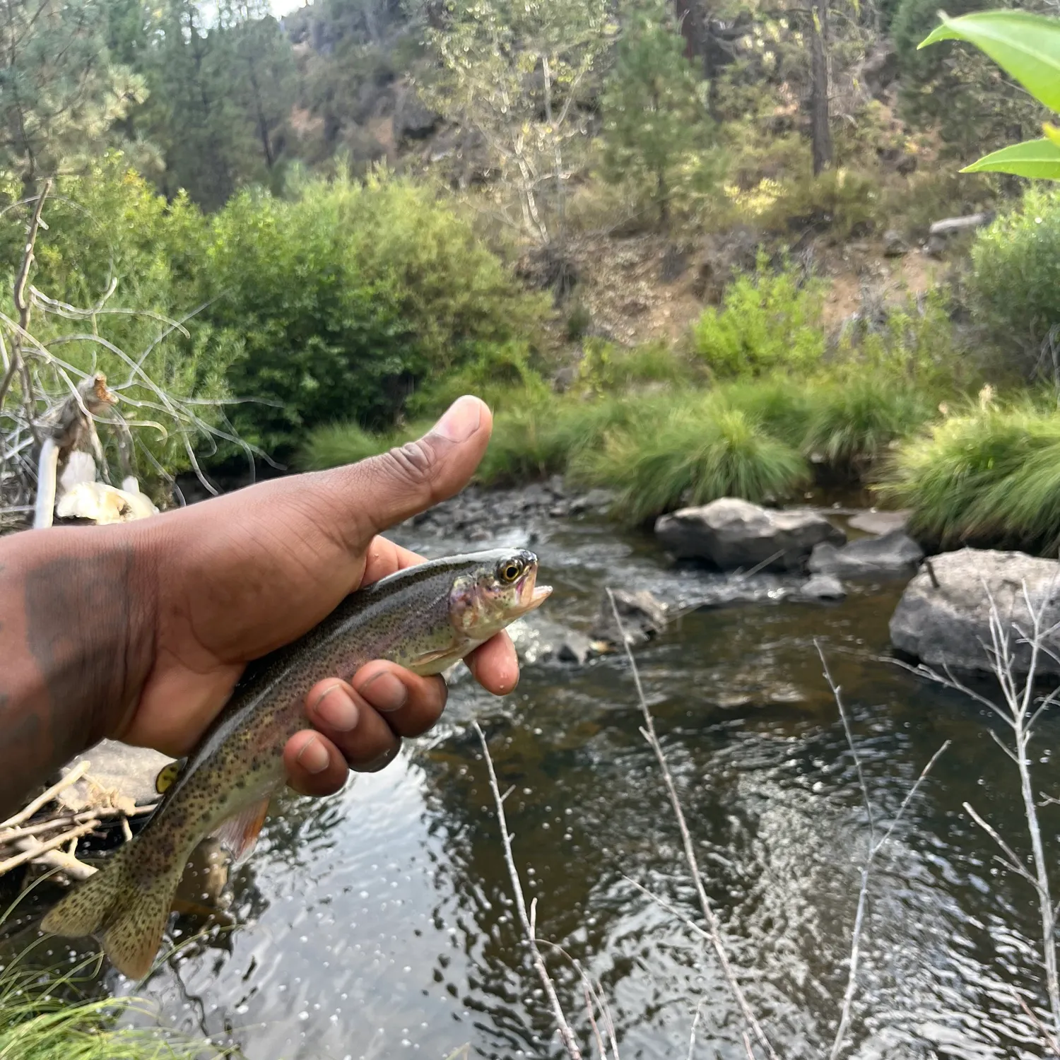 Rainbow trout caught on Fishbrain