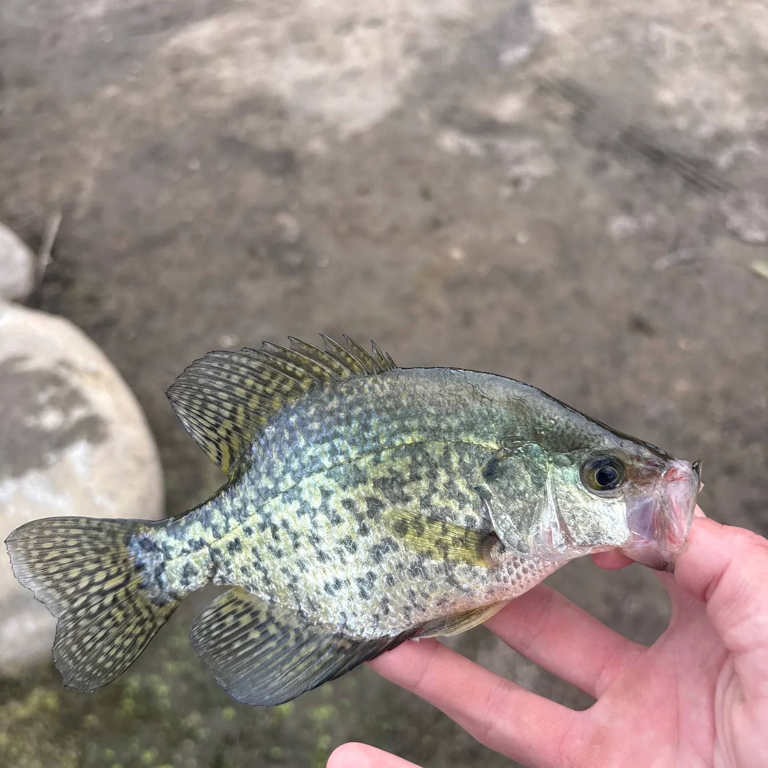 Black crappie caught on Fishbrain