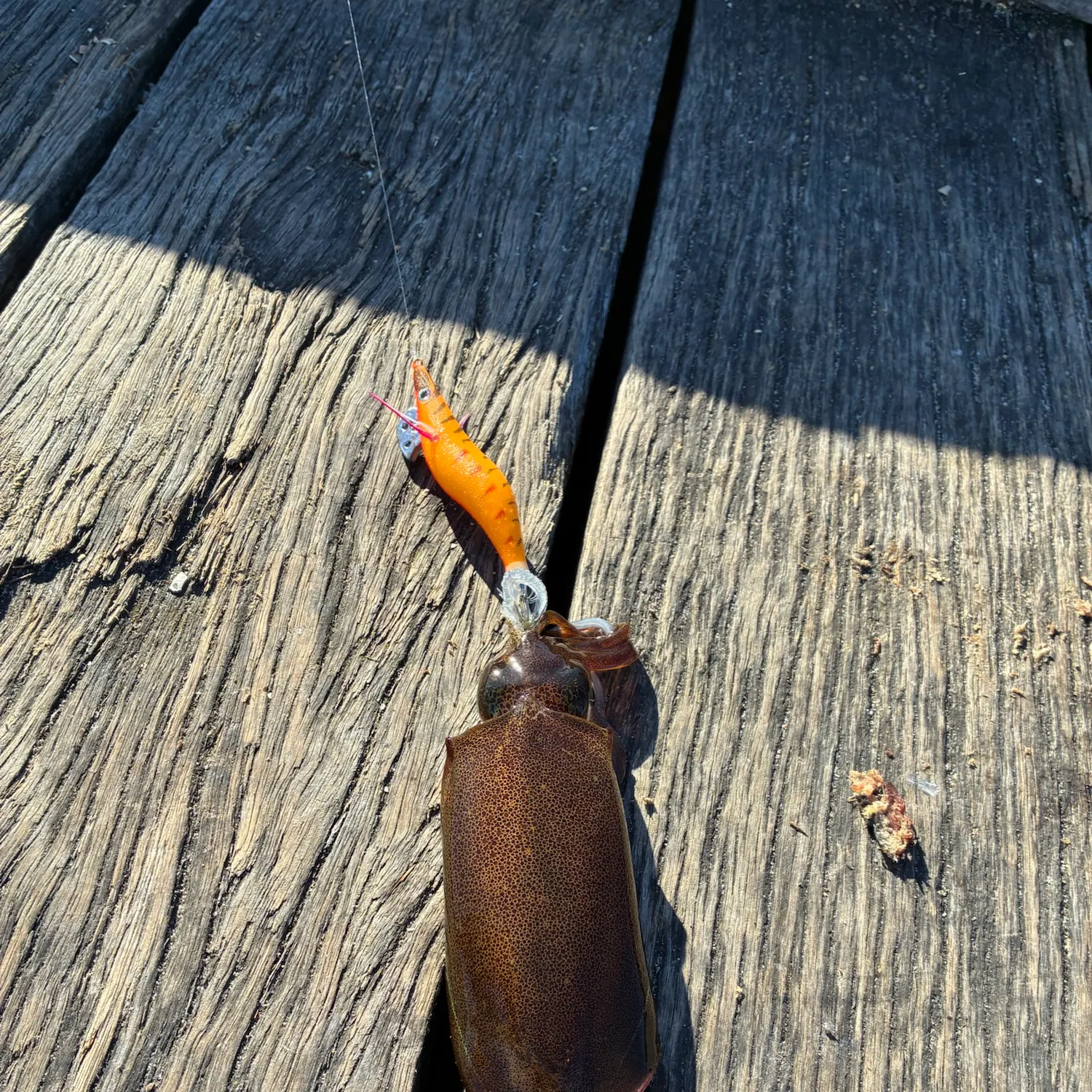 Southern calamari caught on Fishbrain
