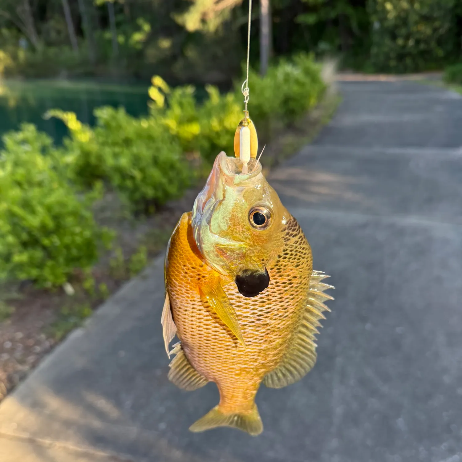 recently logged catches