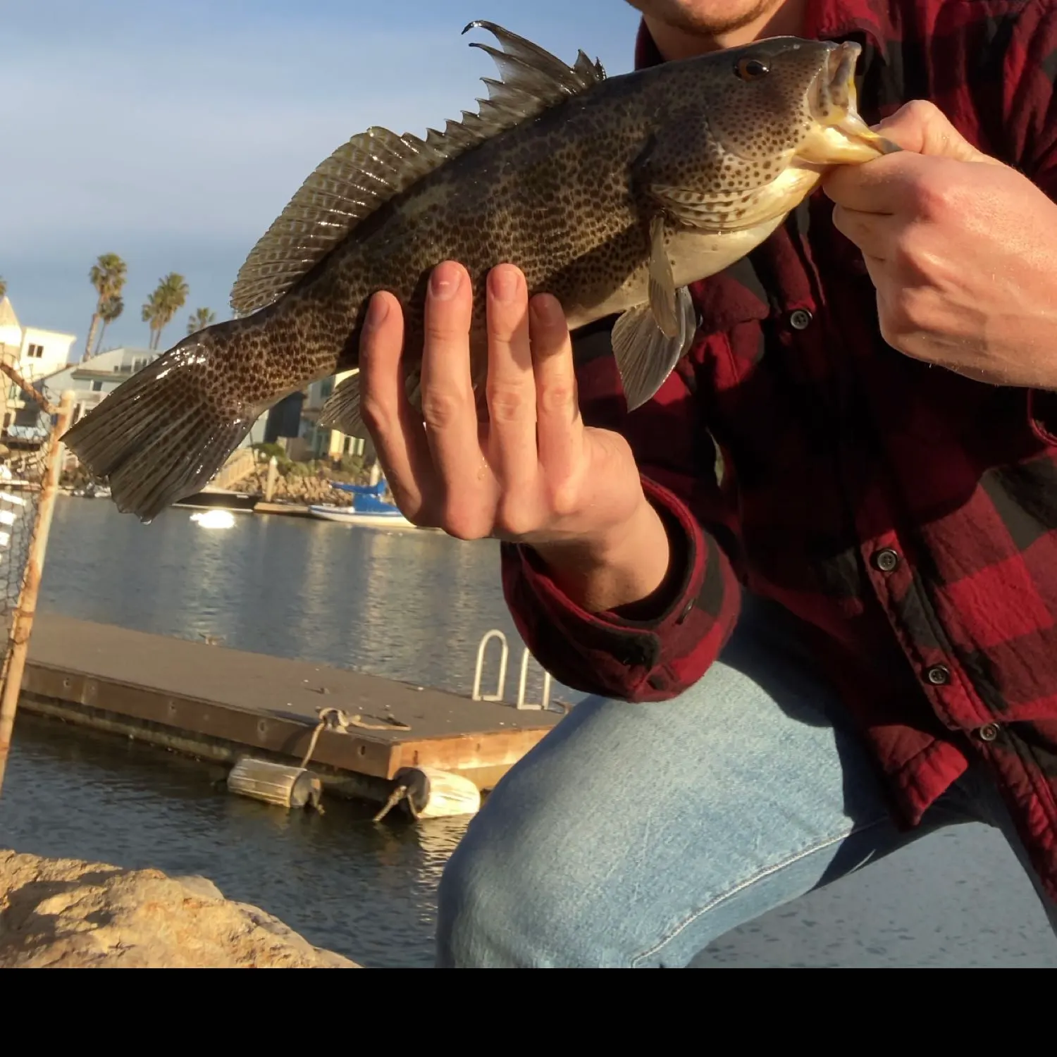 The most popular recent Spotted sand bass catch on Fishbrain