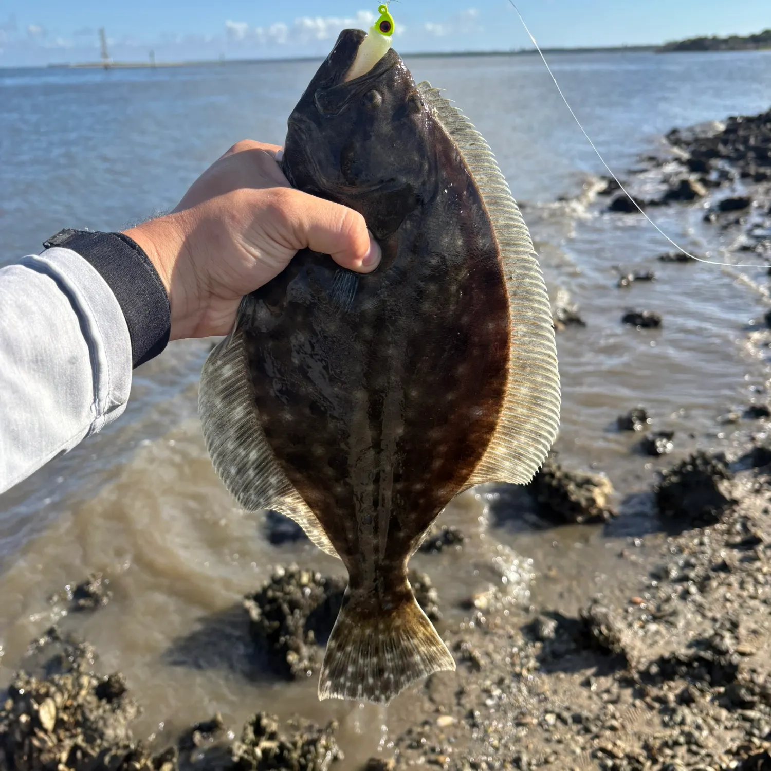 Summer flounder caught on Fishbrain