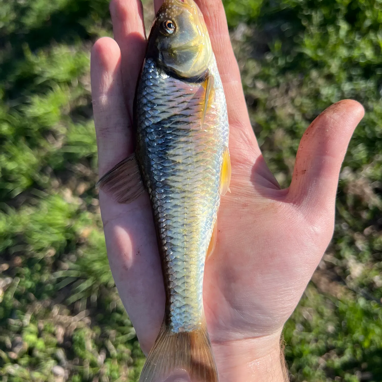 The most recent Striped shiner catches on Fishbrain