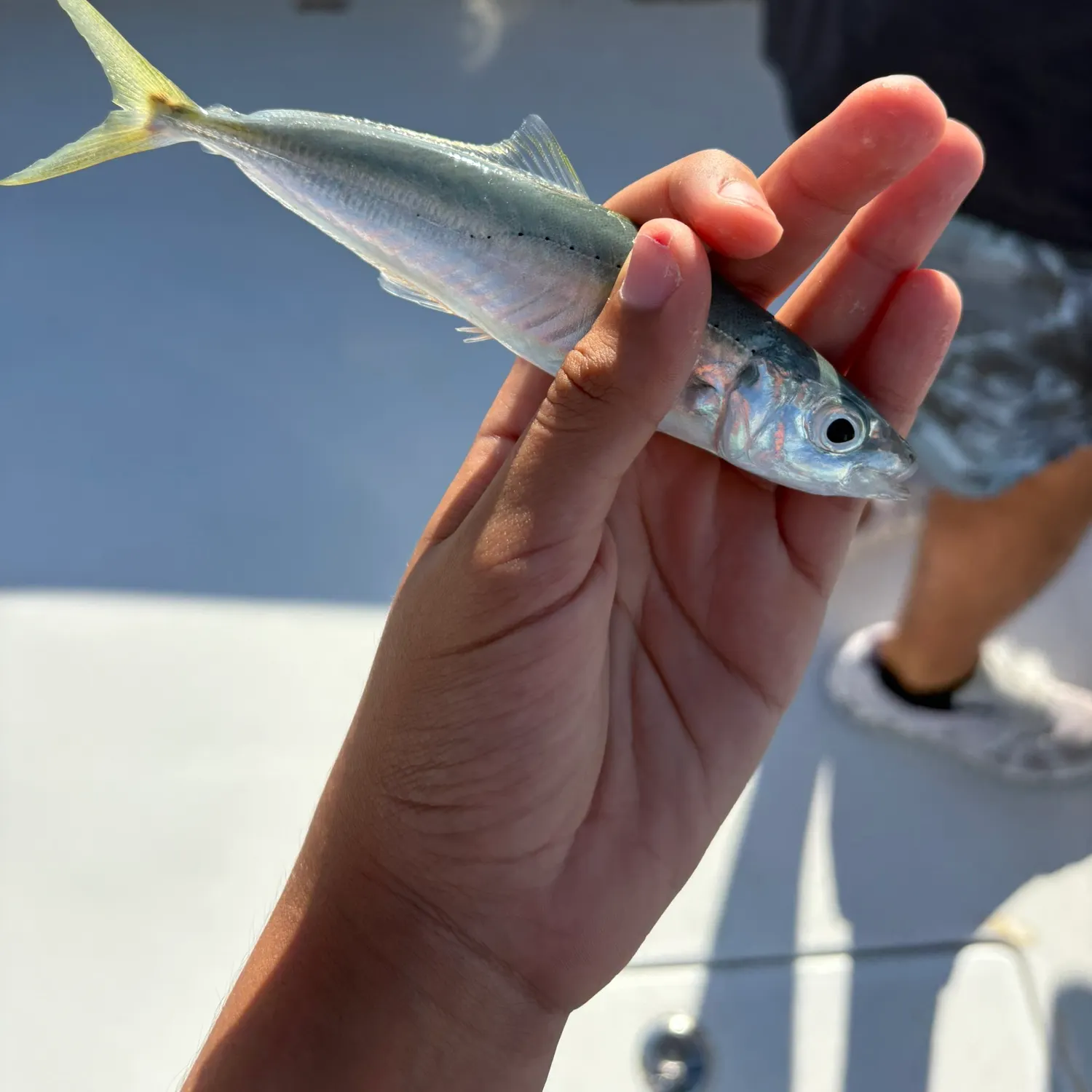 The most recent Round Scad catches on Fishbrain