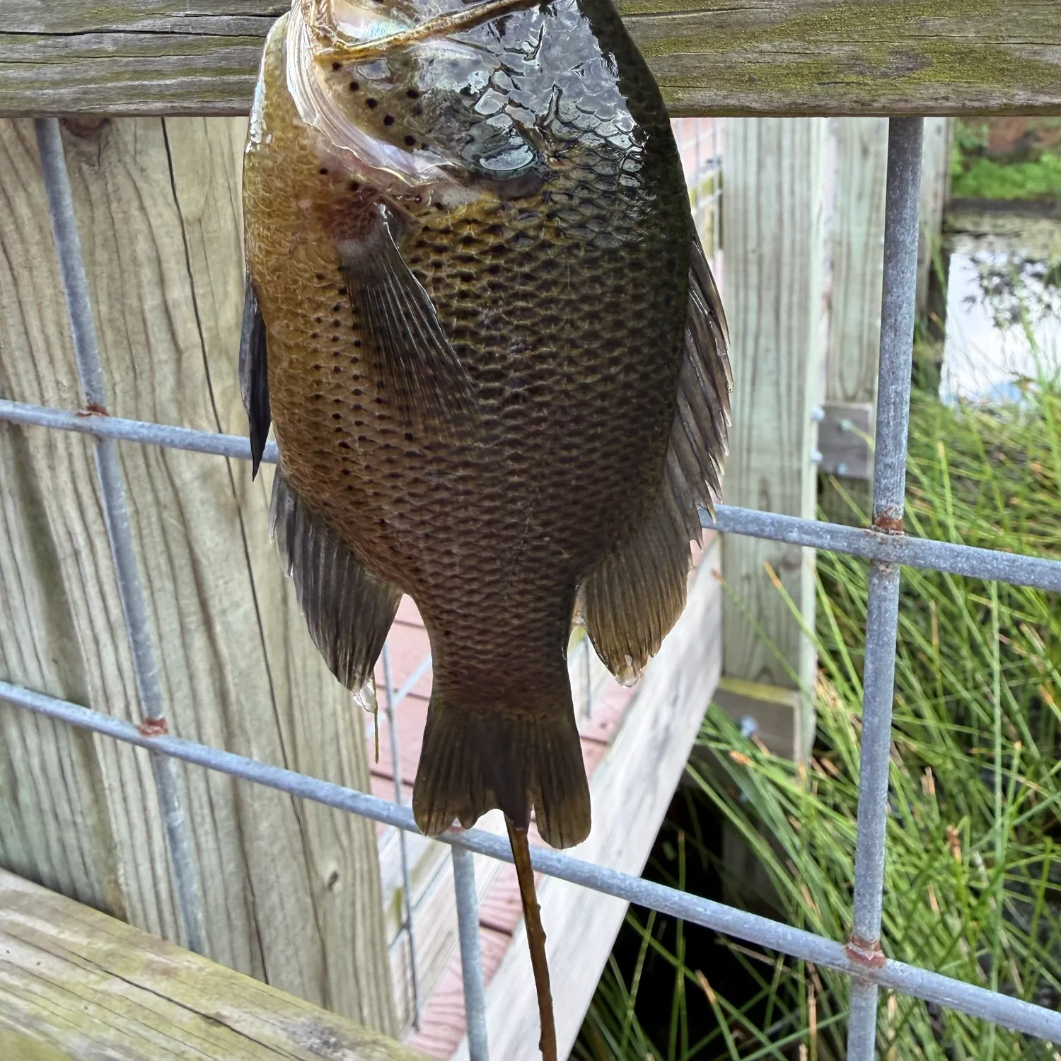 Spotted sunfish caught on Fishbrain