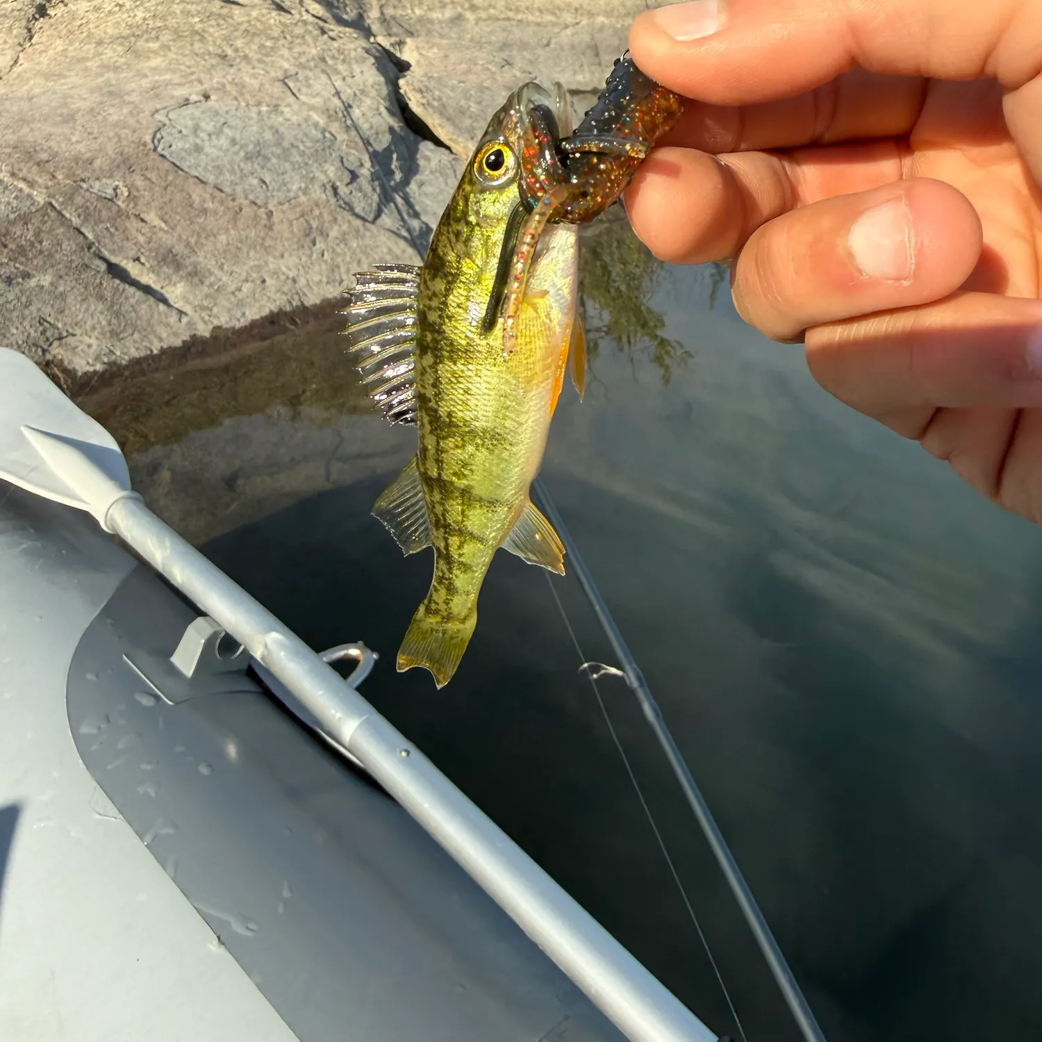 Yellow perch caught on Fishbrain