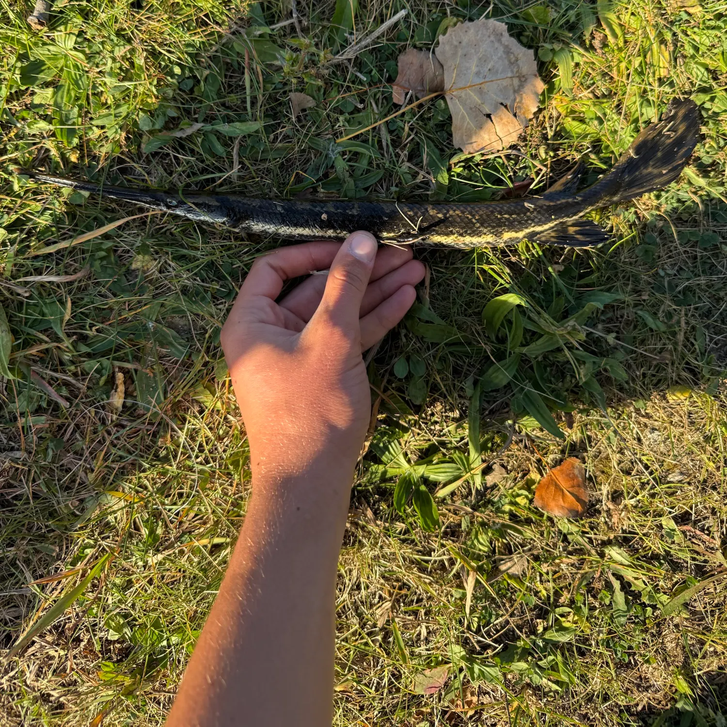 Spotted gar caught on Fishbrain