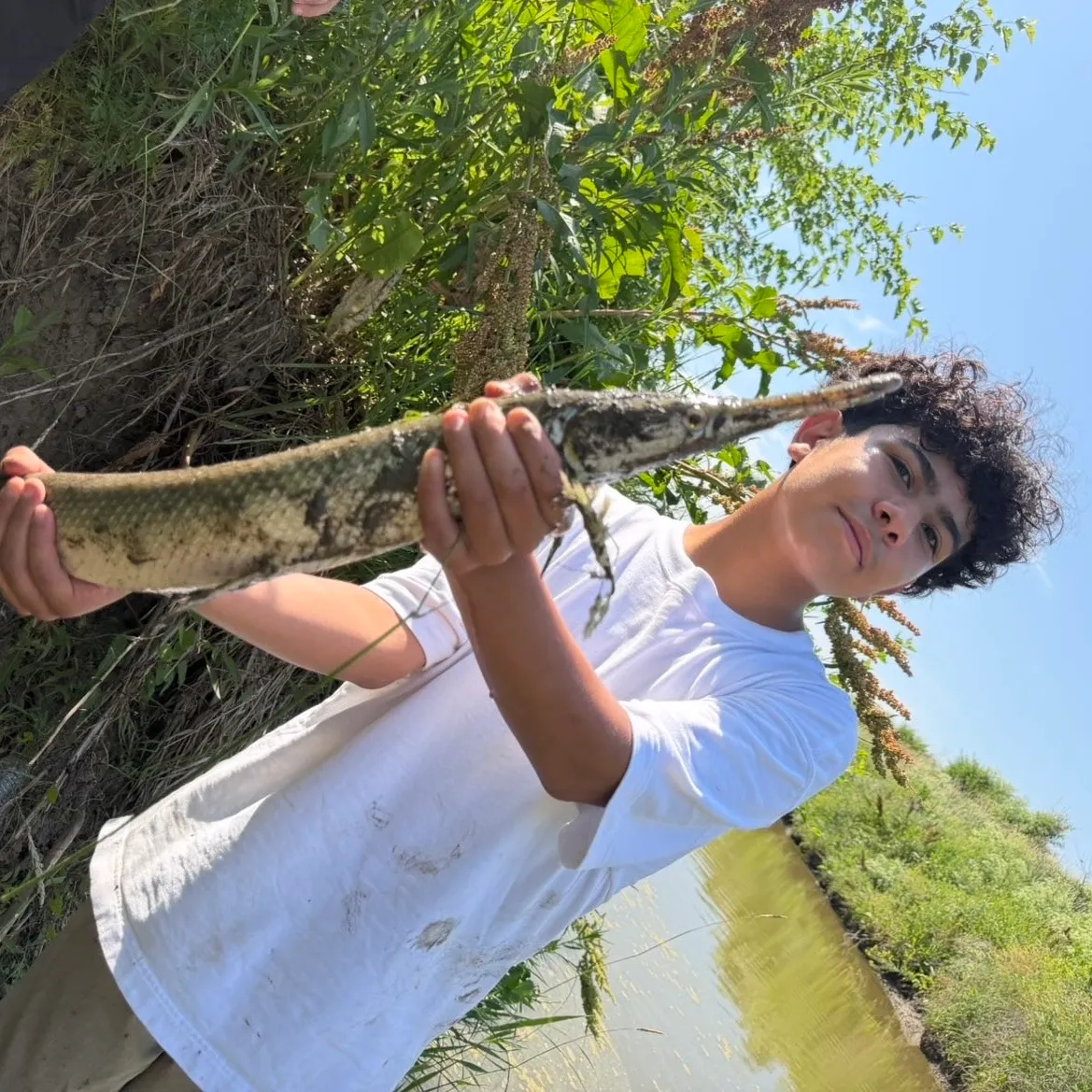 Shortnose gar caught on Fishbrain