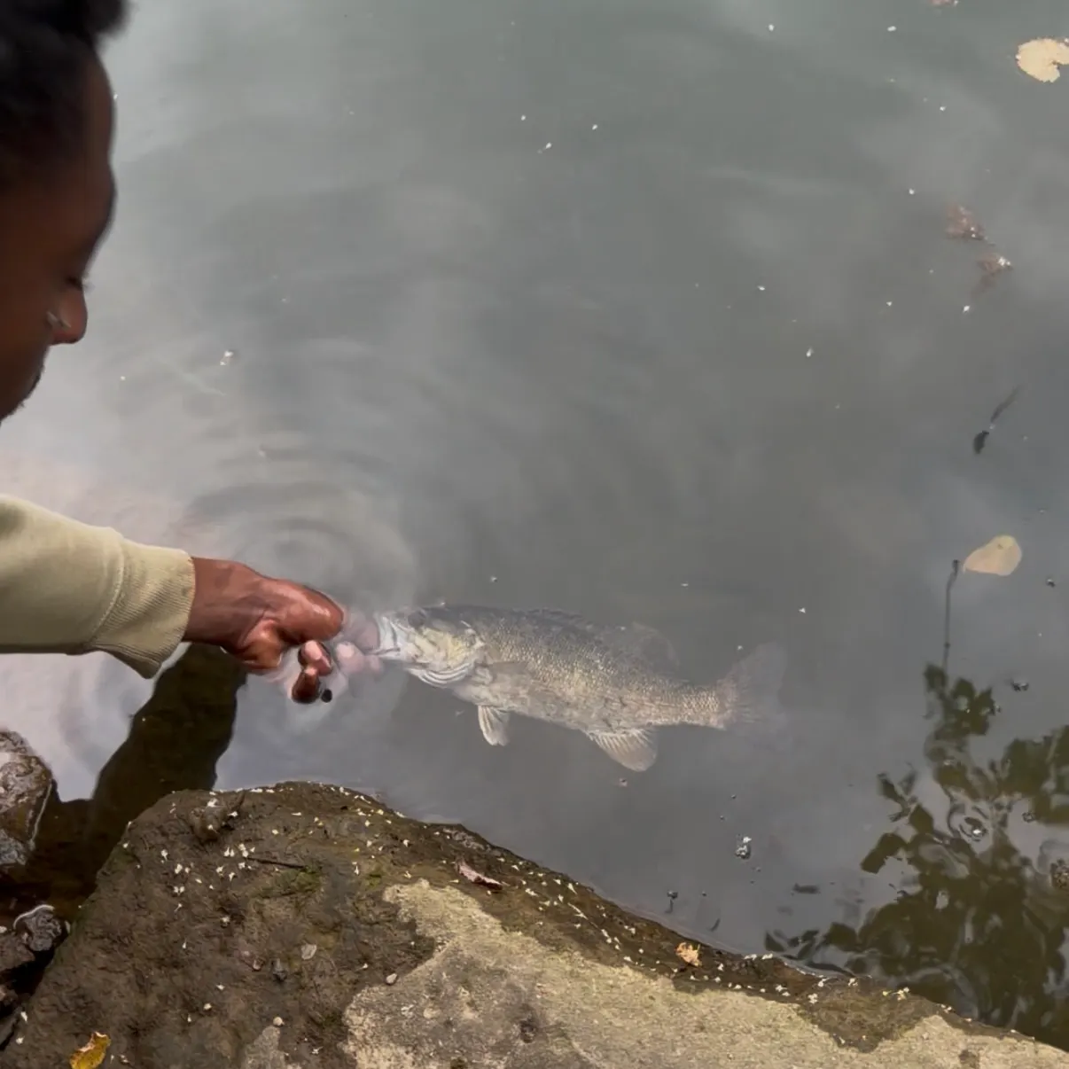 Smallmouth bass caught on Fishbrain