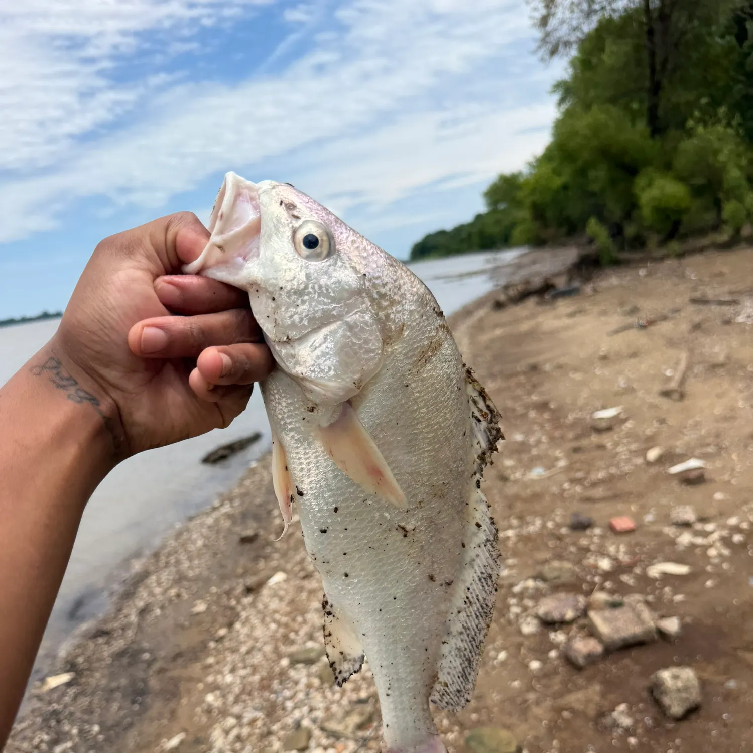 The most recent Freshwater drum catches on Fishbrain