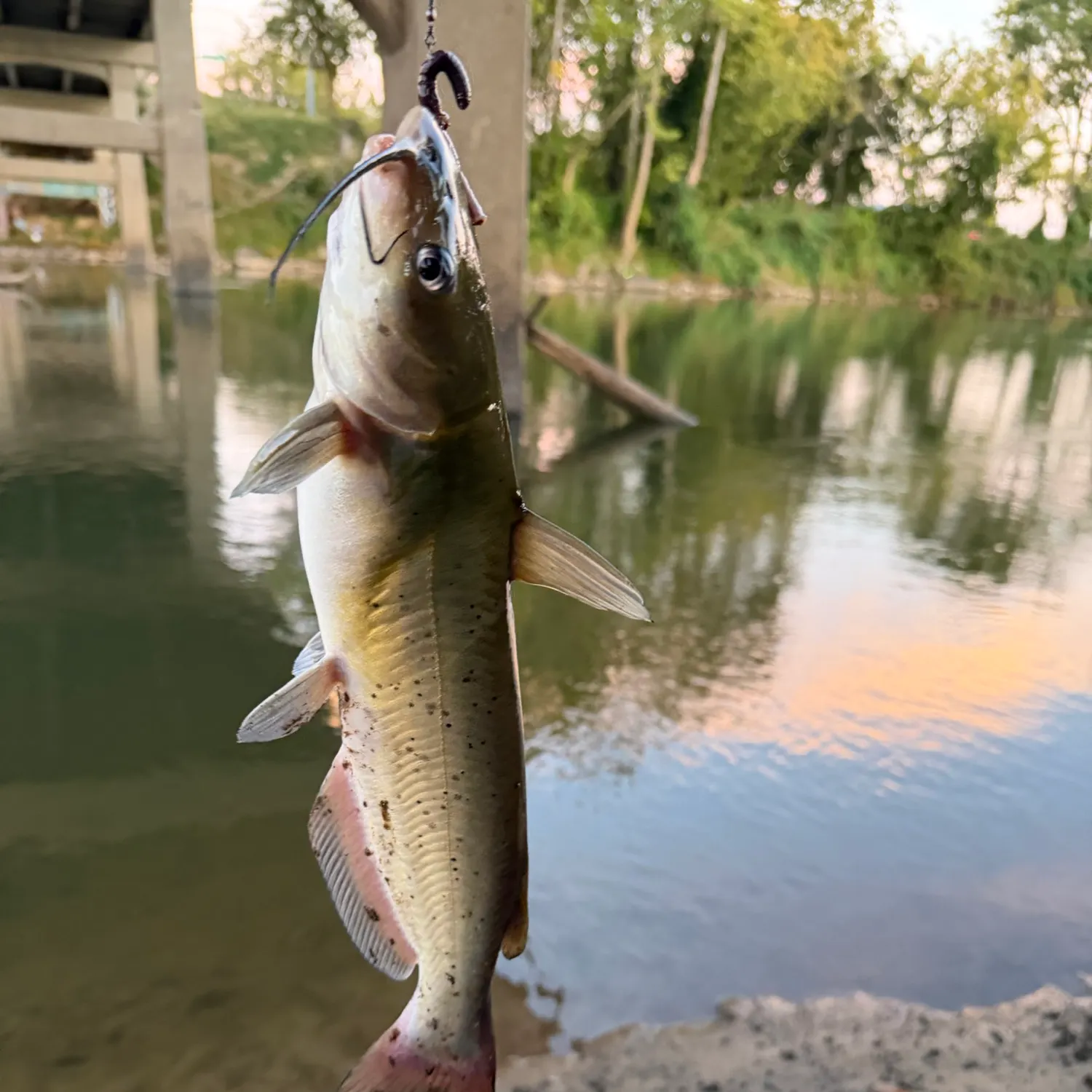 Channel catfish caught on Fishbrain