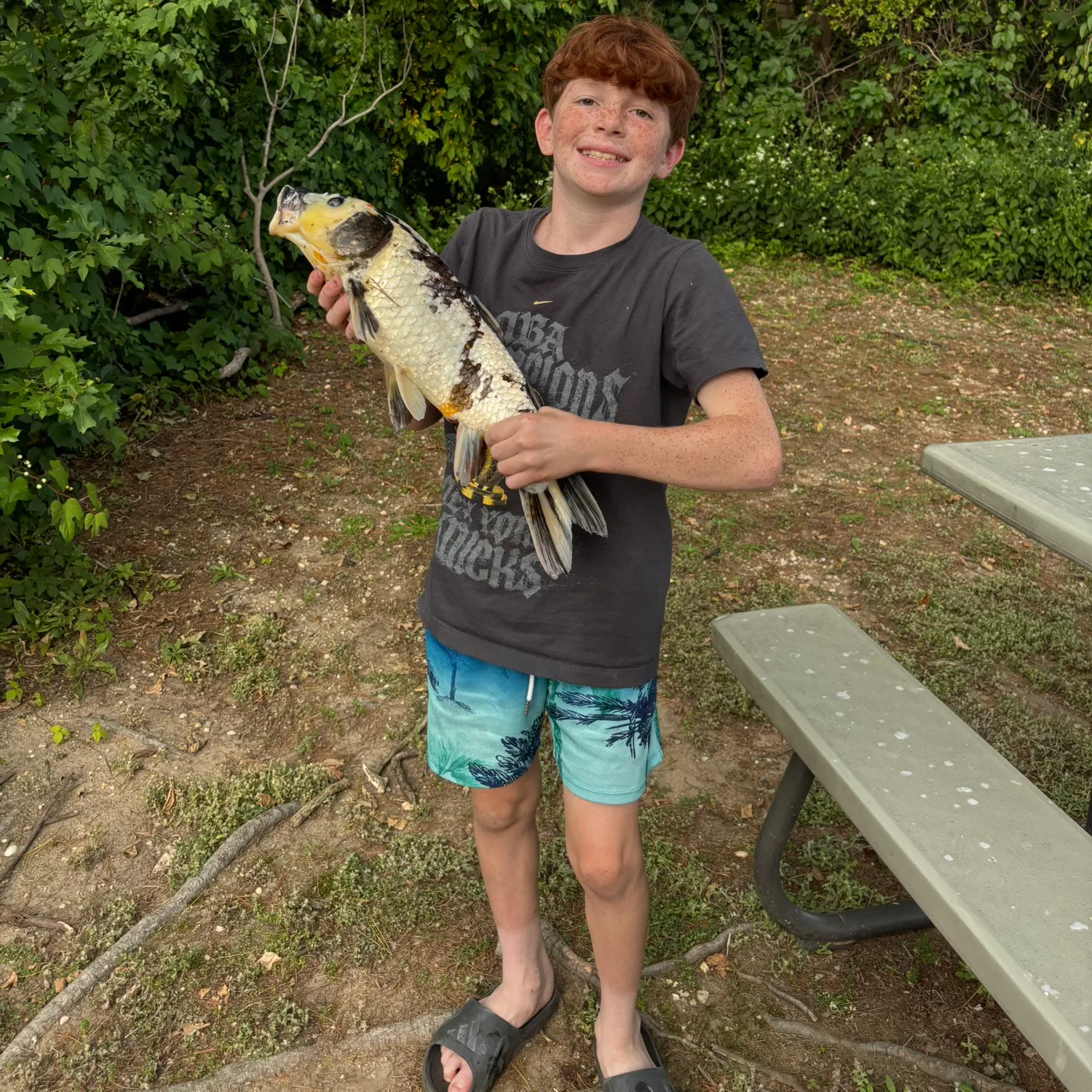 Koi carp caught on Fishbrain