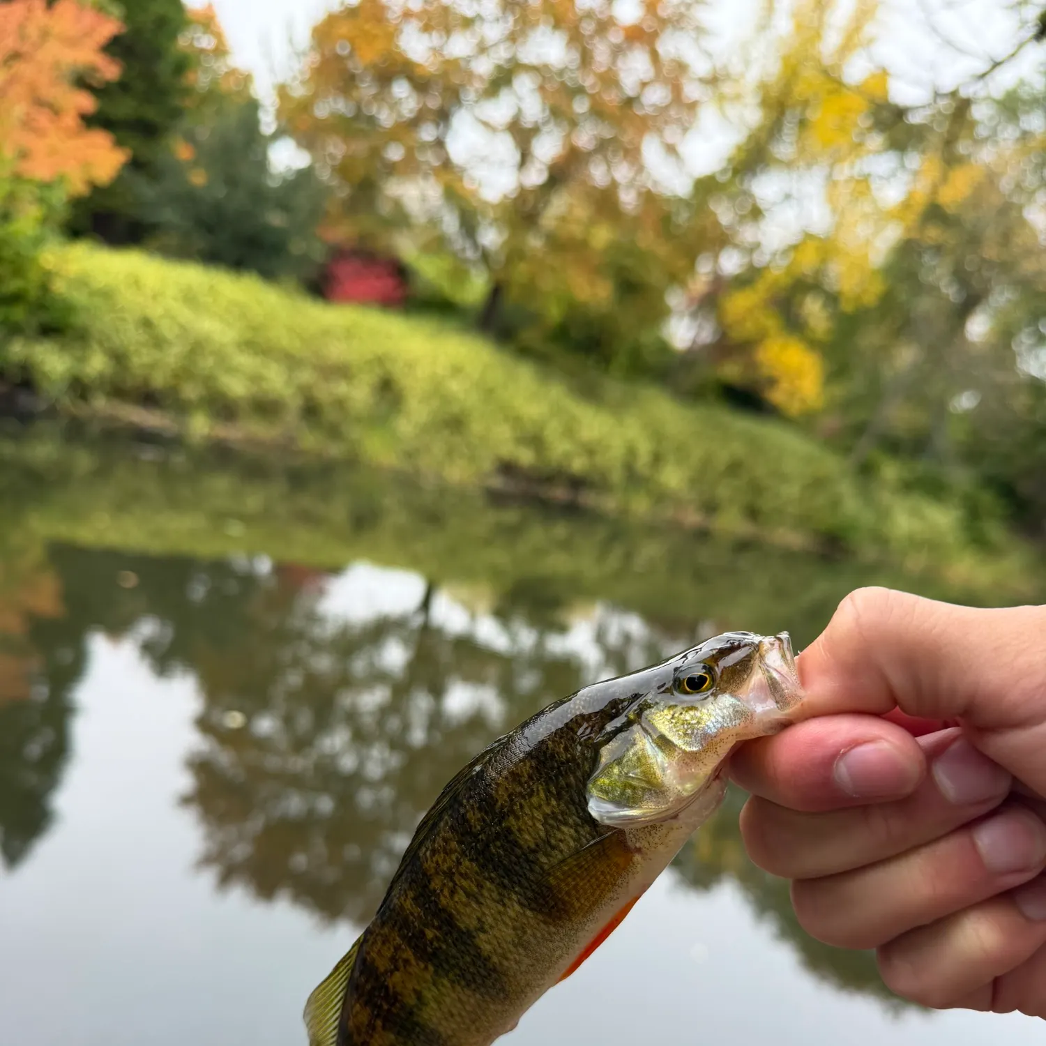 Yellow perch caught on Fishbrain