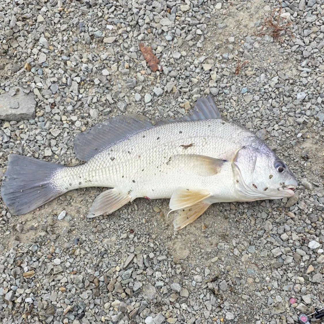 Freshwater drum caught on Fishbrain