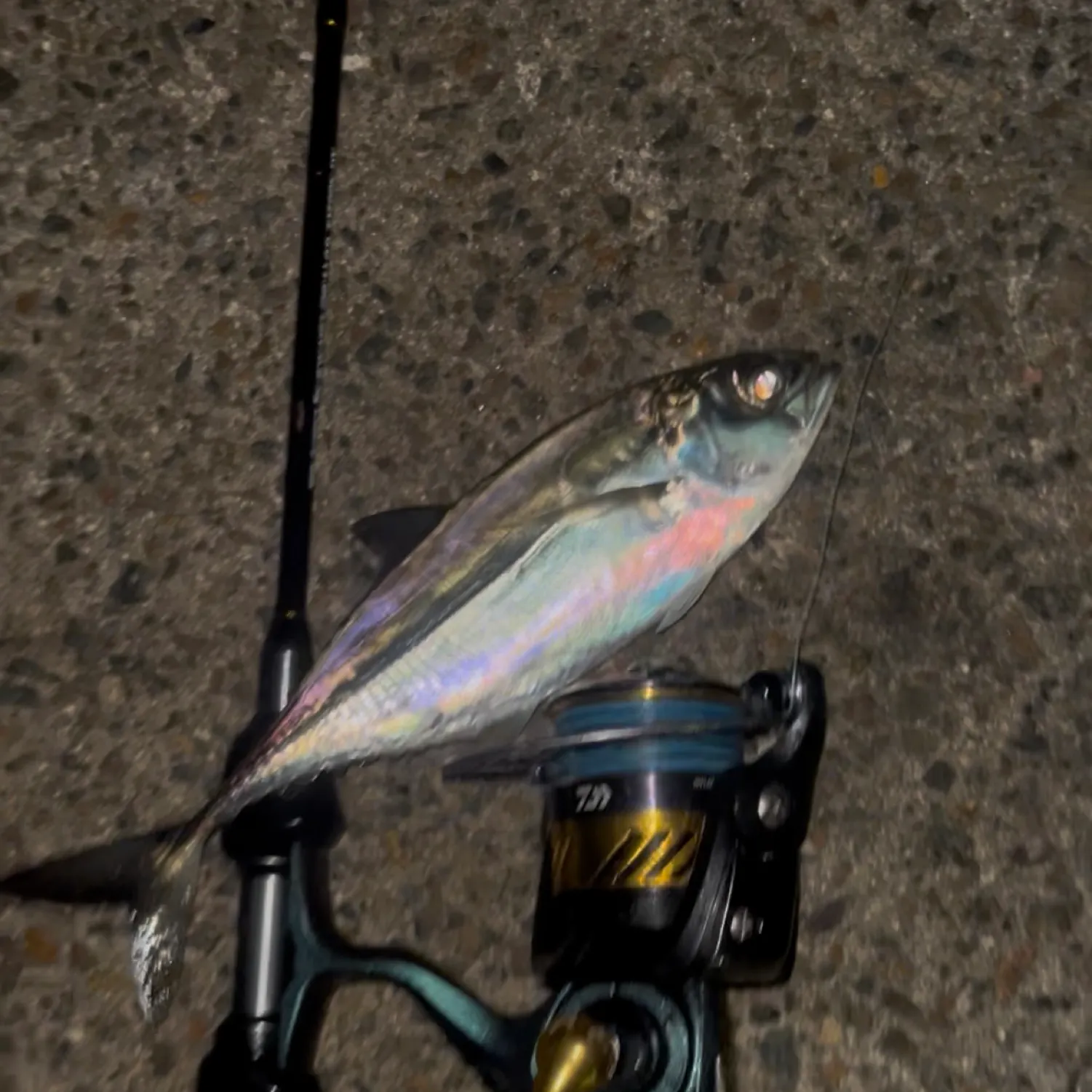 The most recent Torpedo scad catches on Fishbrain