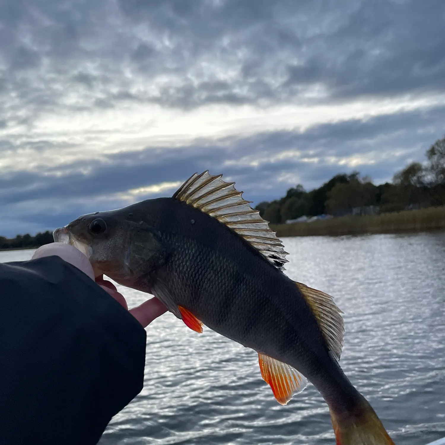 European perch caught on Fishbrain