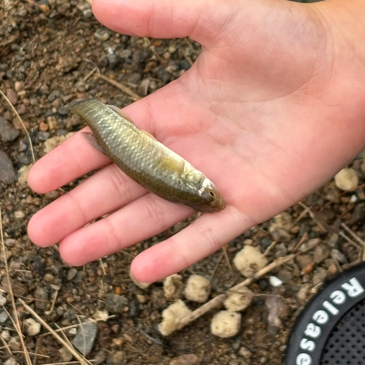 The most recent Bullhead minnow catches on Fishbrain