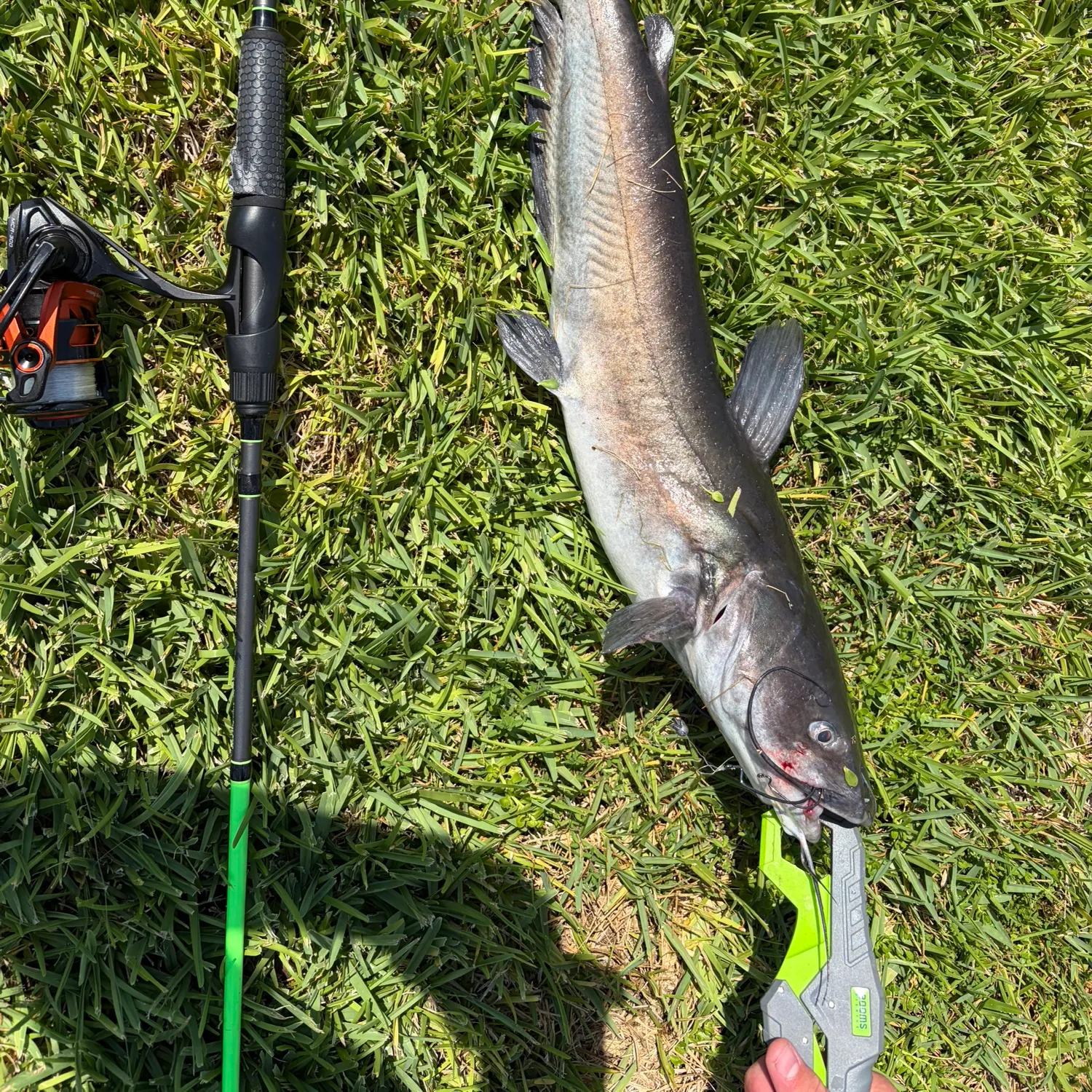 Channel catfish caught on Fishbrain