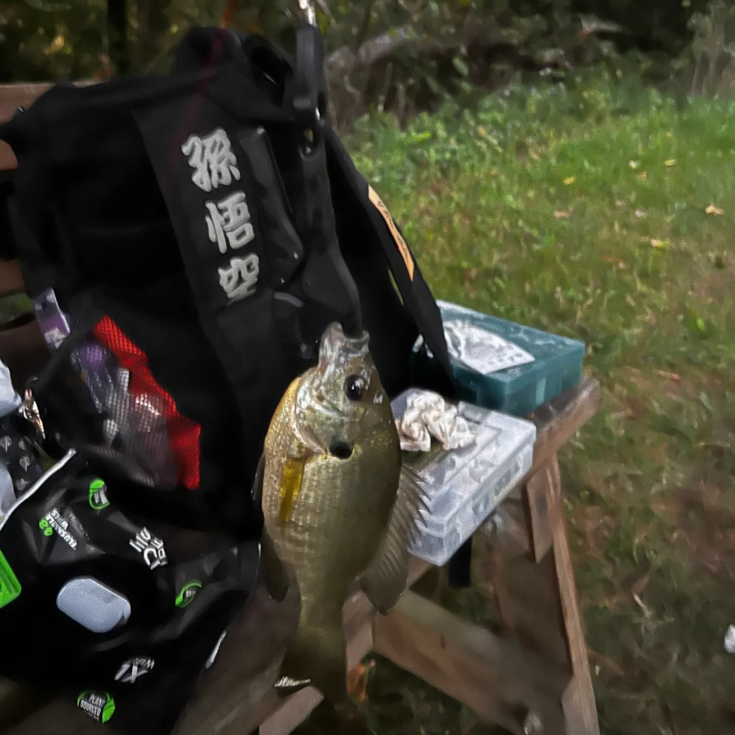 Bluegill caught on Fishbrain