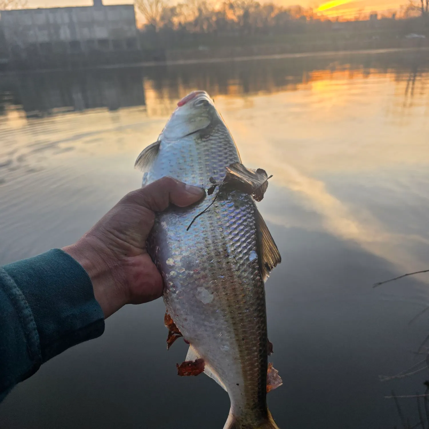 The most recent American shad catches on Fishbrain