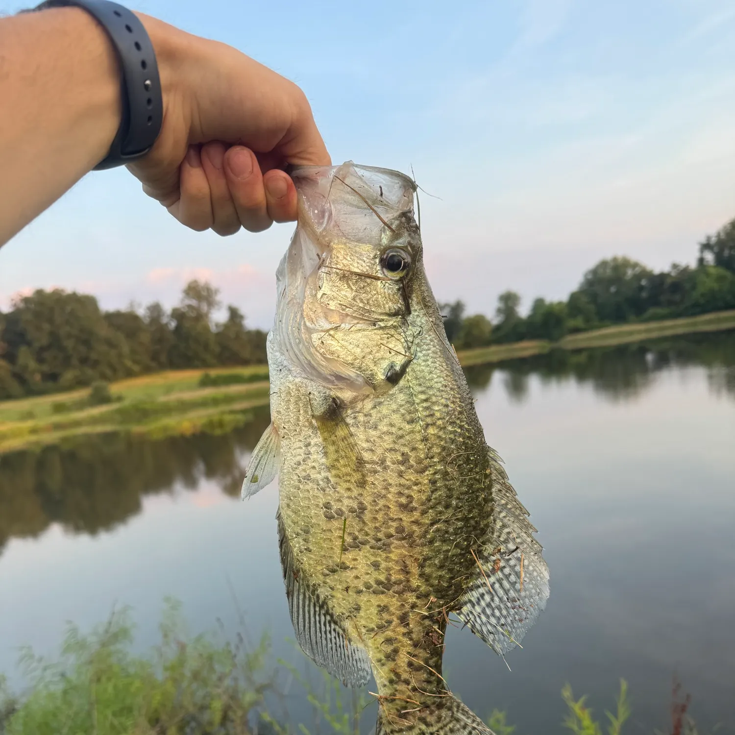 The most recent White crappie catches on Fishbrain