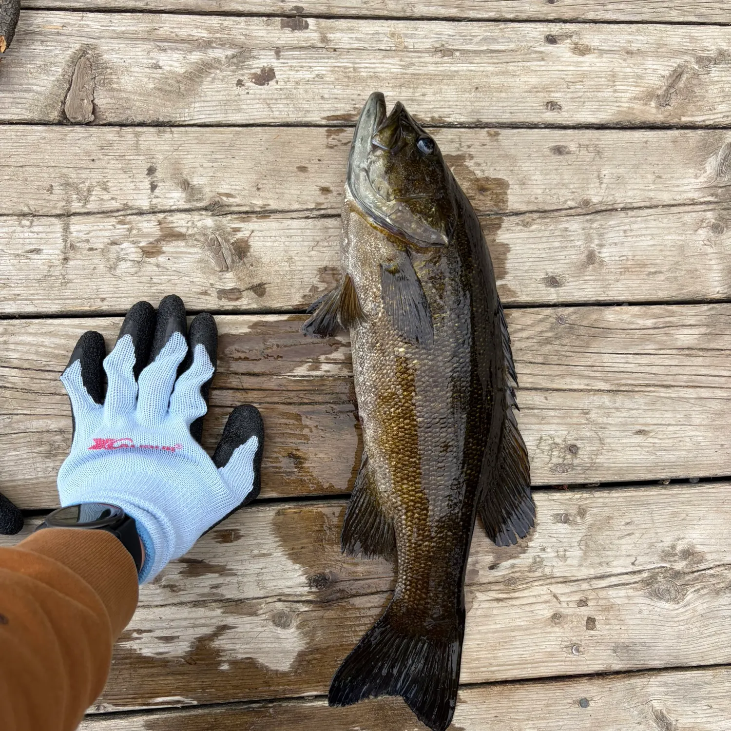 recently logged catches