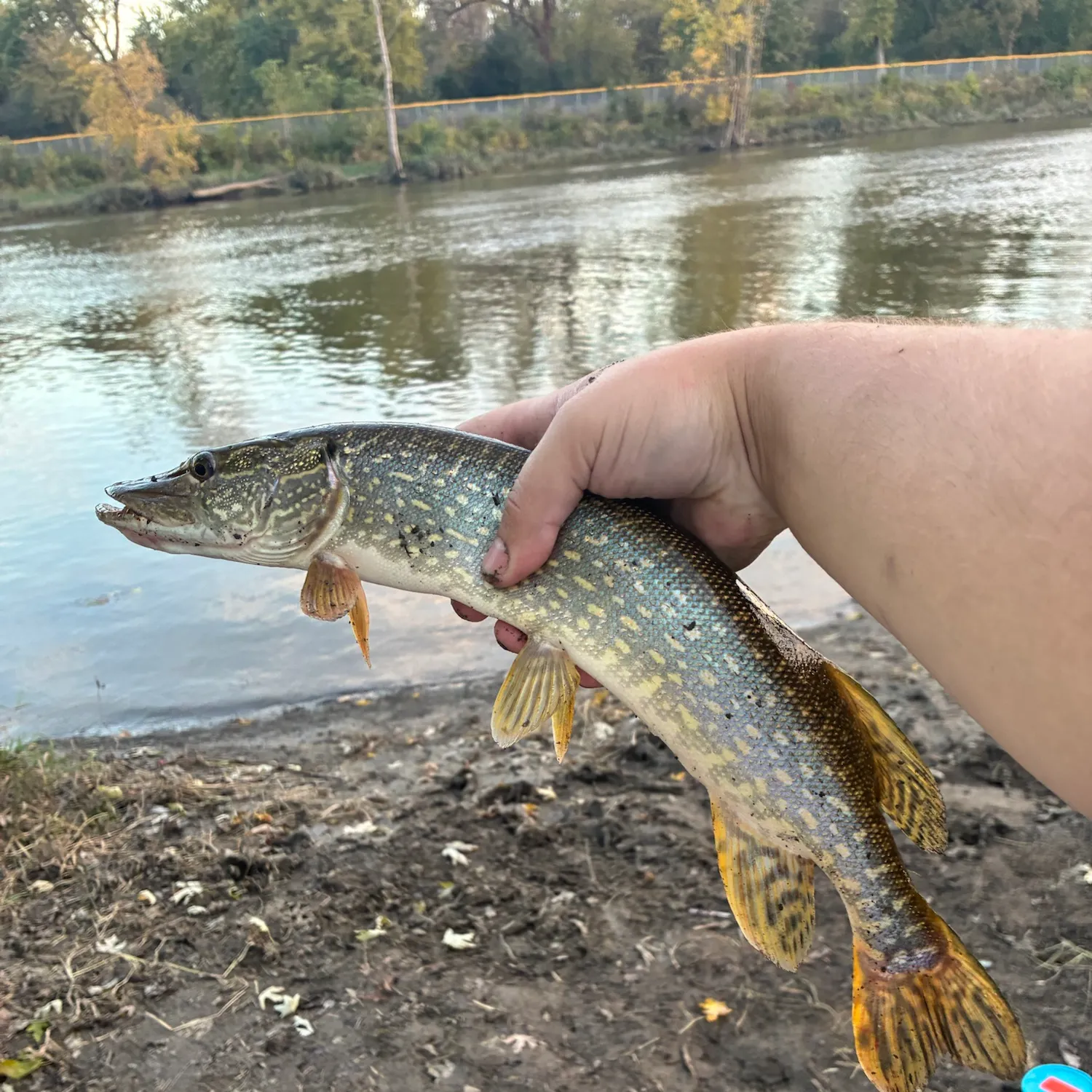 Northern pike caught on Fishbrain