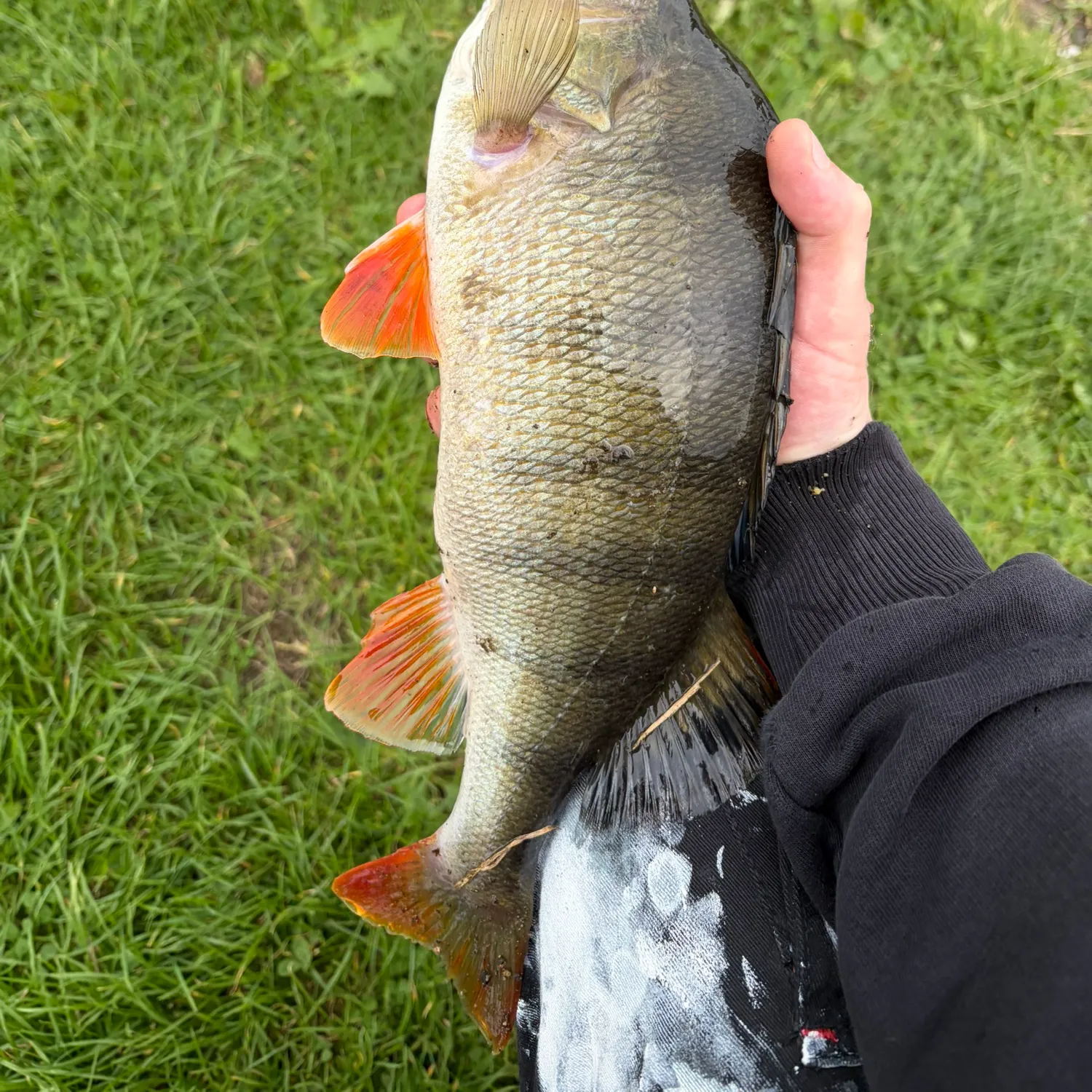 European perch caught on Fishbrain