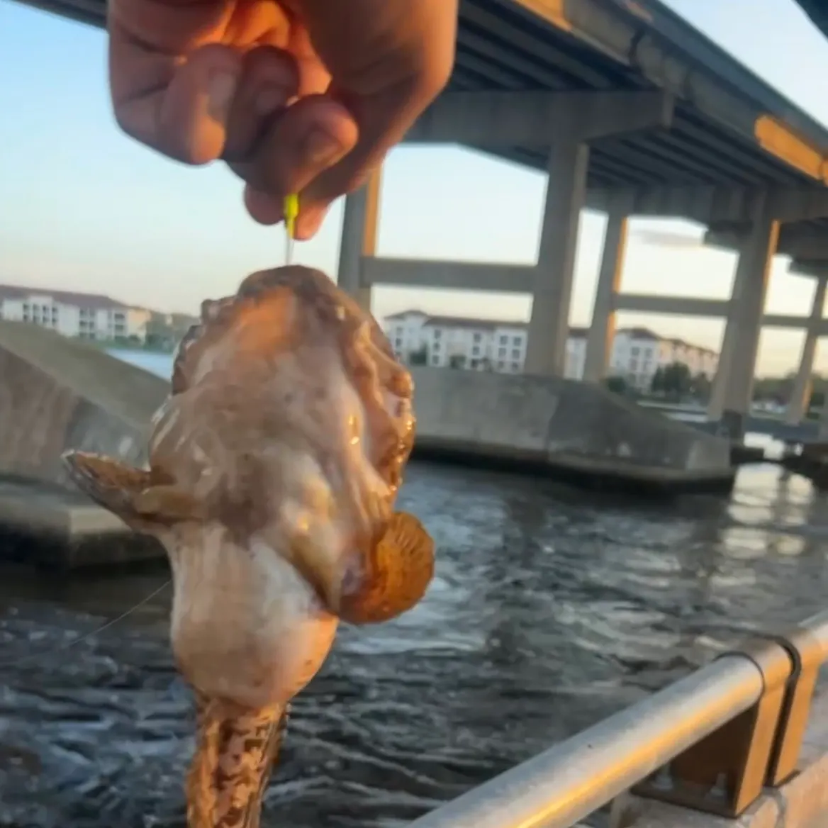 The most recent Oyster toadfish catches on Fishbrain