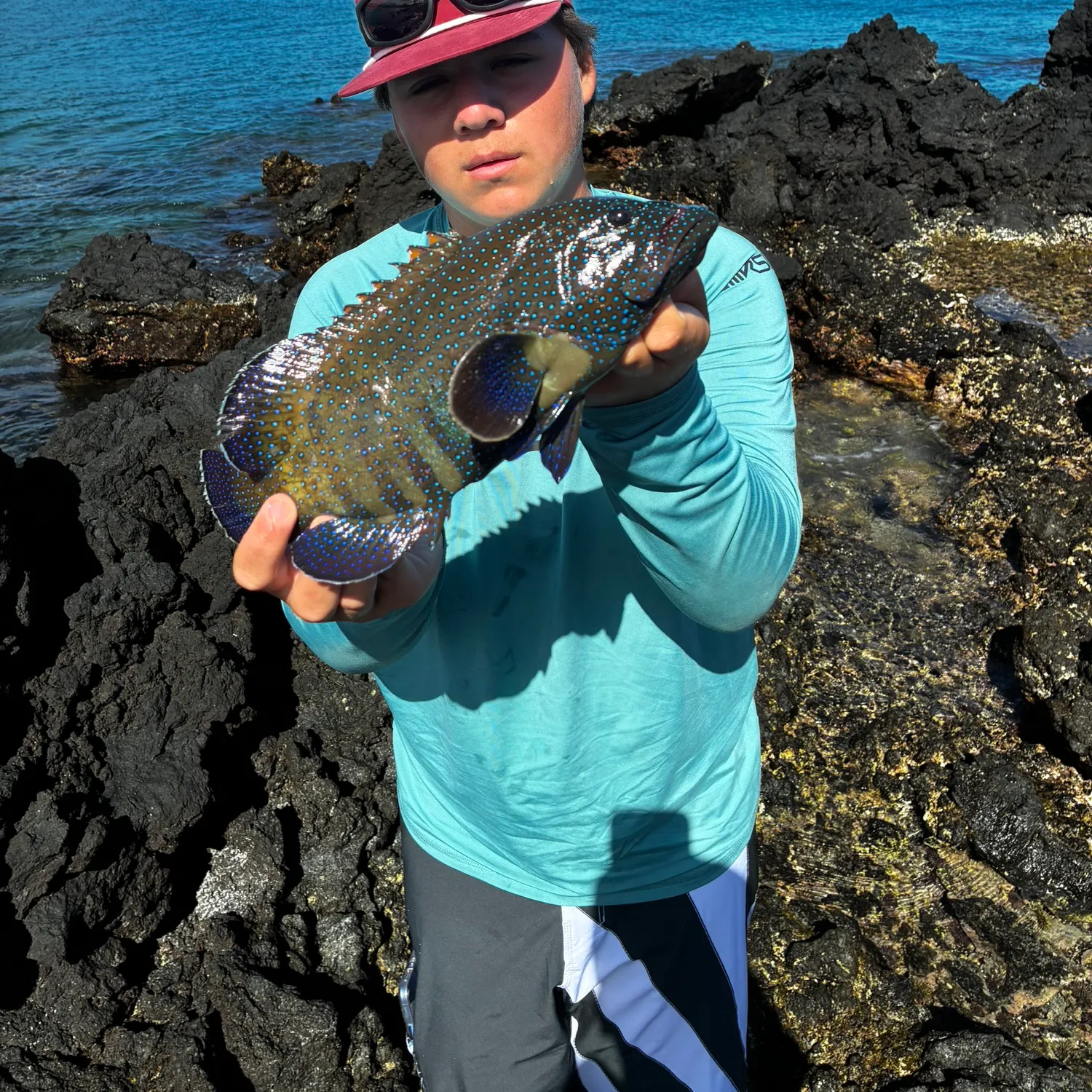 The most recent Peacock hind catches on Fishbrain
