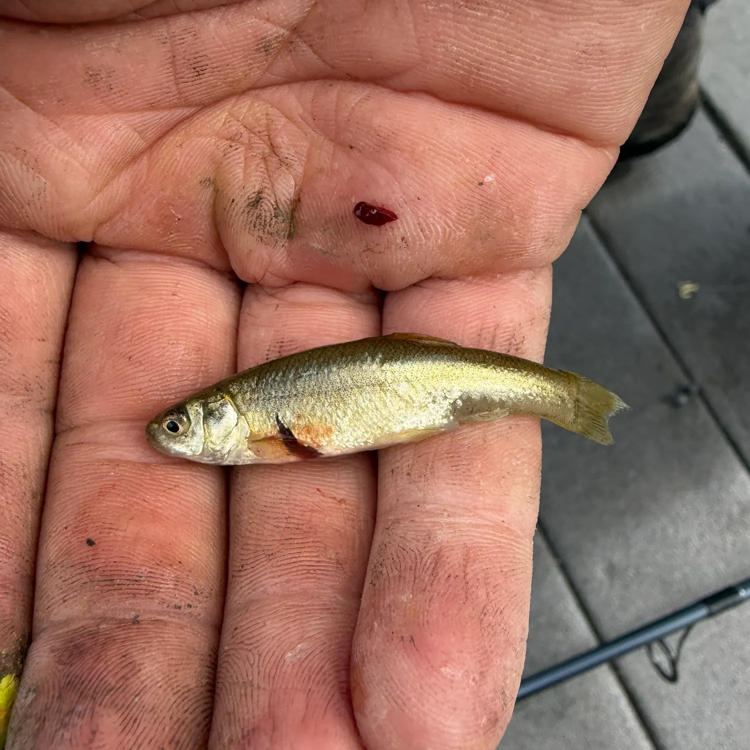 The most recent Brassy minnow catches on Fishbrain