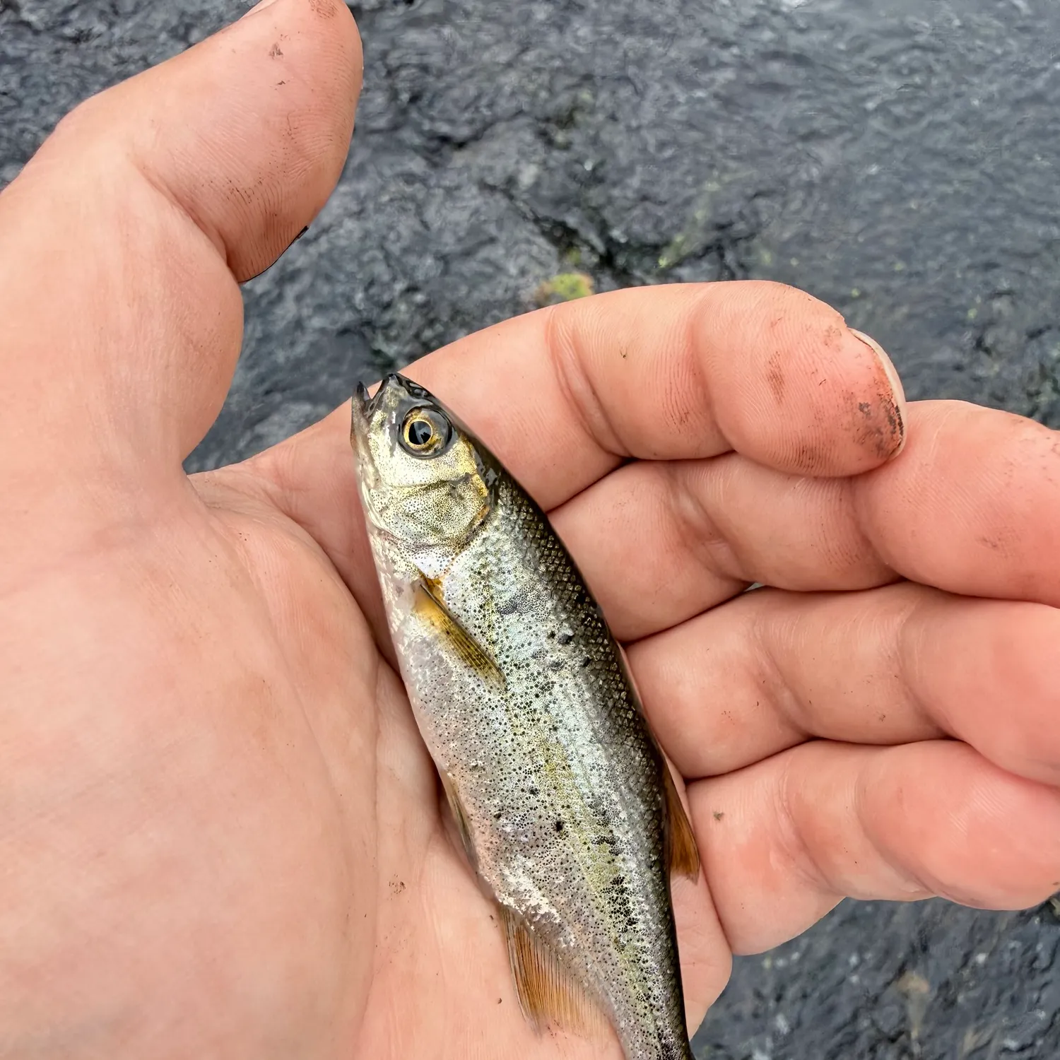 The most recent Redside shiner catches on Fishbrain