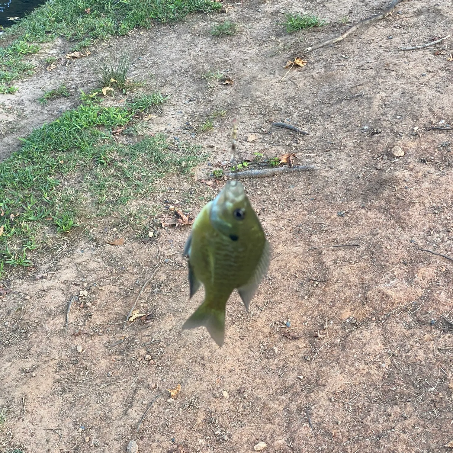 Bluegill caught on Fishbrain