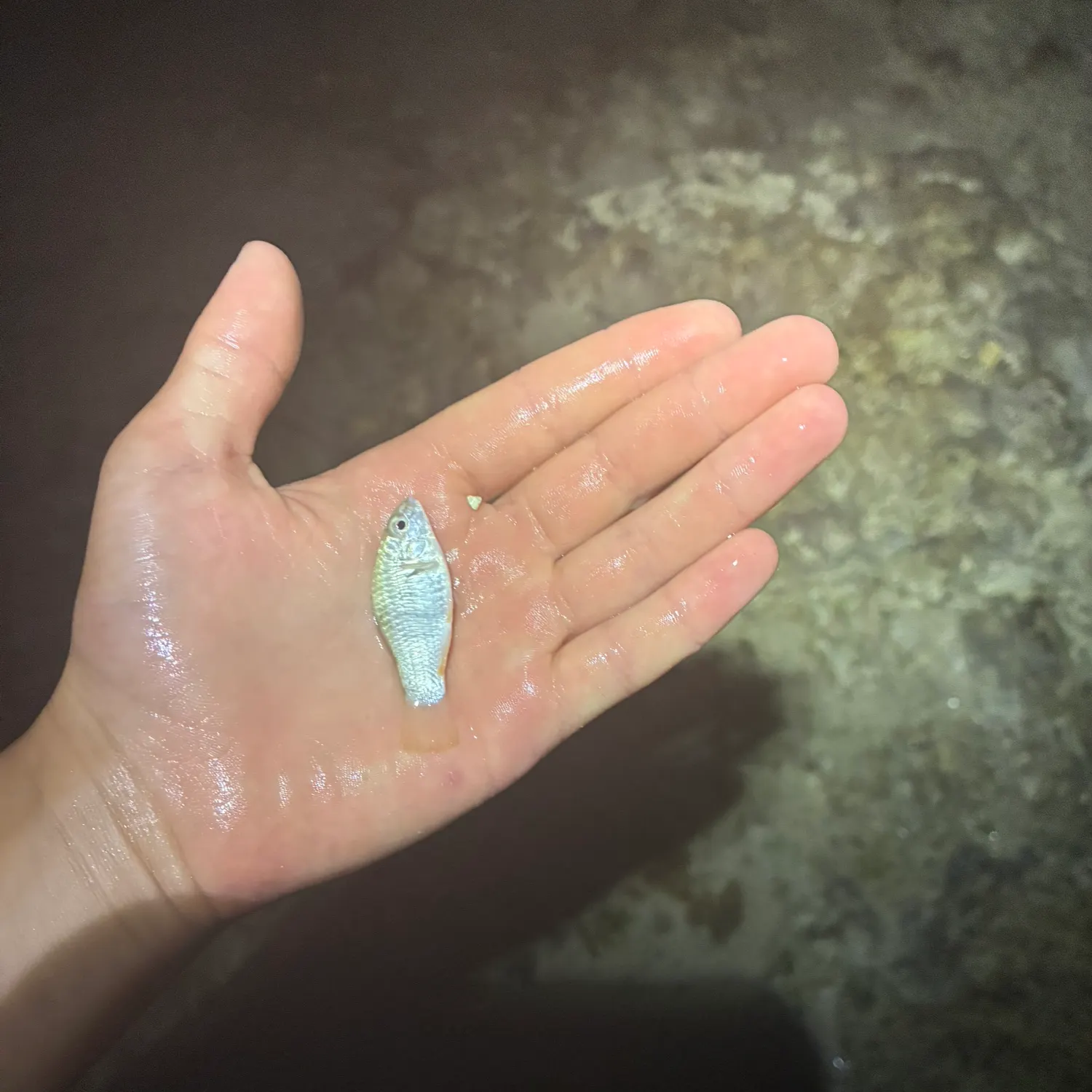 The most recent Goldspotted killifish catches on Fishbrain