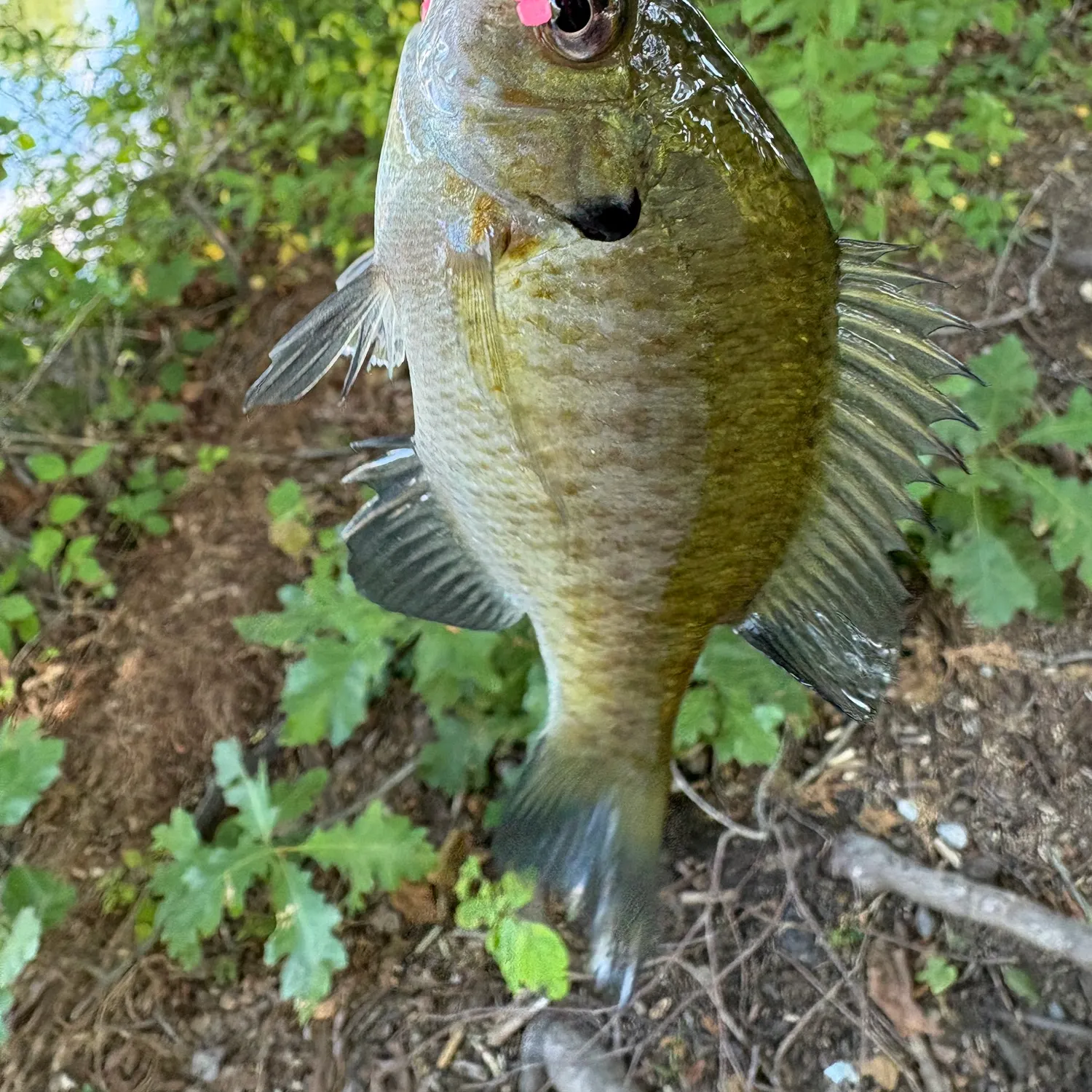 Fish caught on Fishbrain