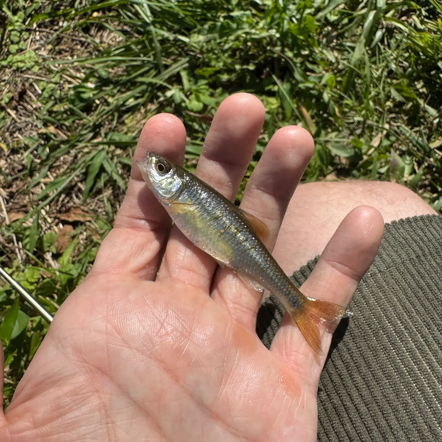 Creek chub caught on Fishbrain